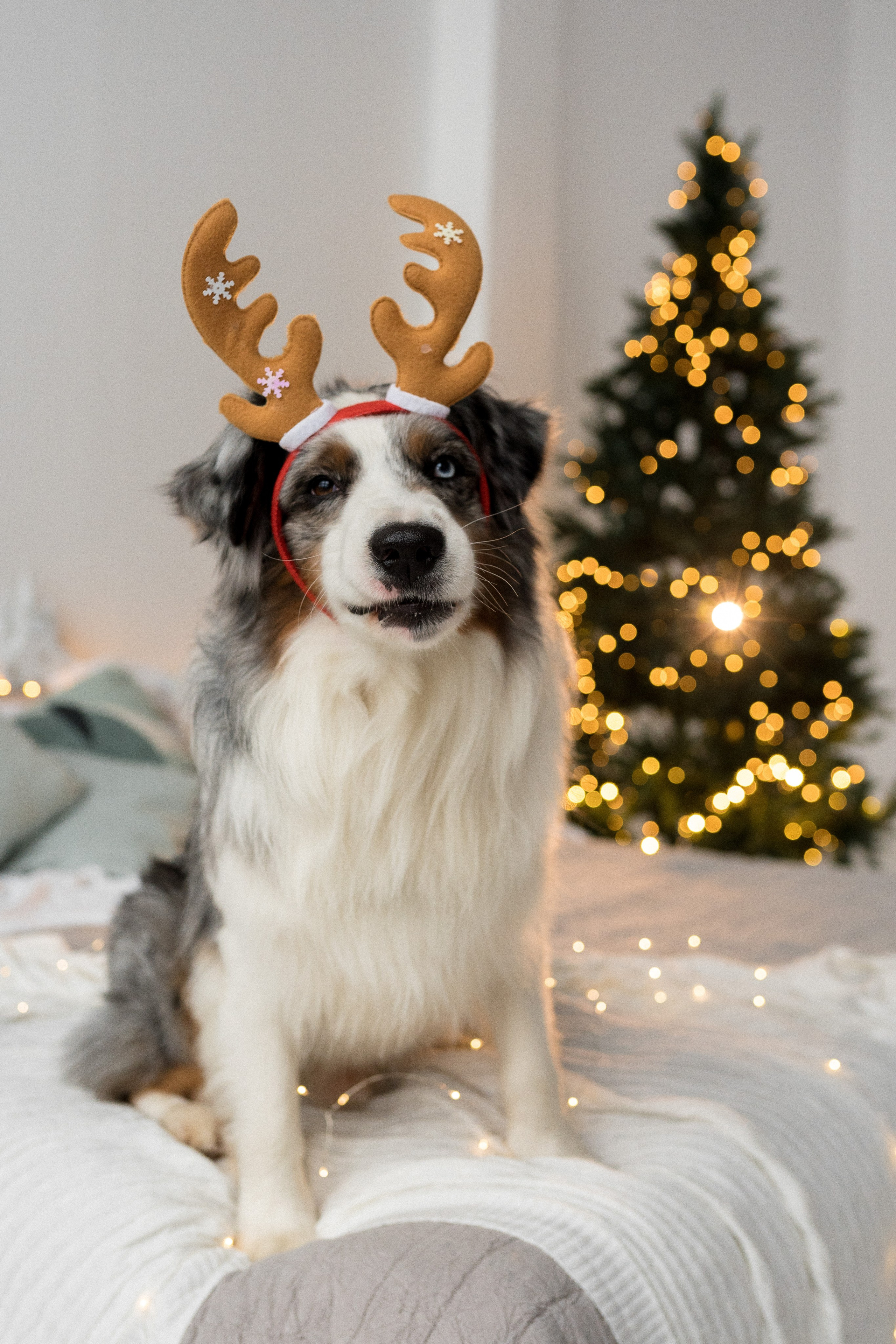 Новогоднее студия. Свадебный фотограф в Москве Анна Полушина