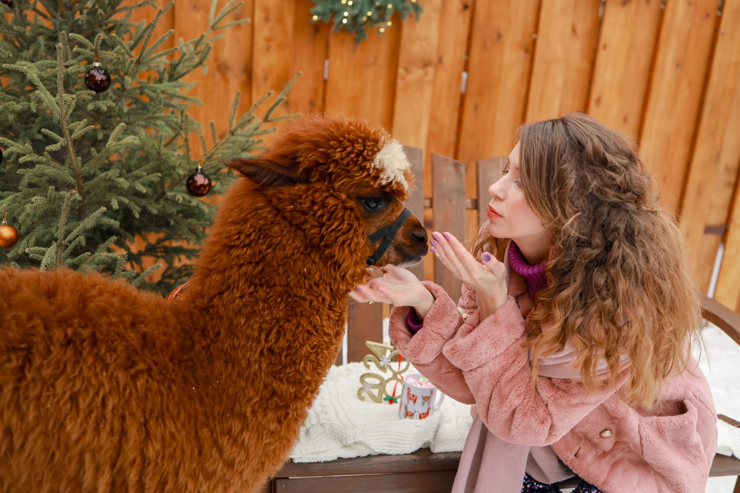 Фотосессия с Альпакой. Иванова Ирина Свадебный и семейный фотограф г. Уфа