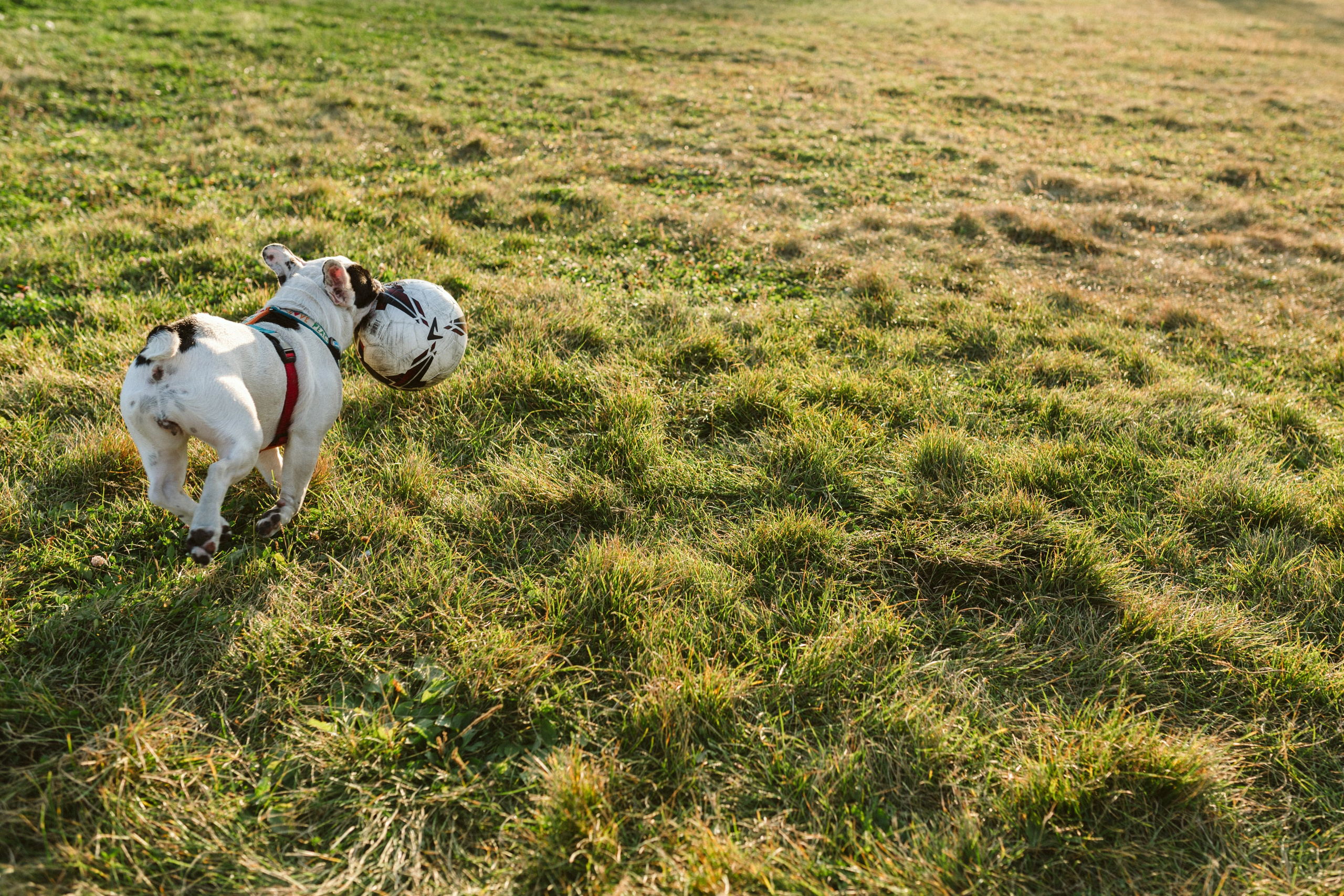 Инна и Белль. Фотограф анималист в Москве Ольга Агушева