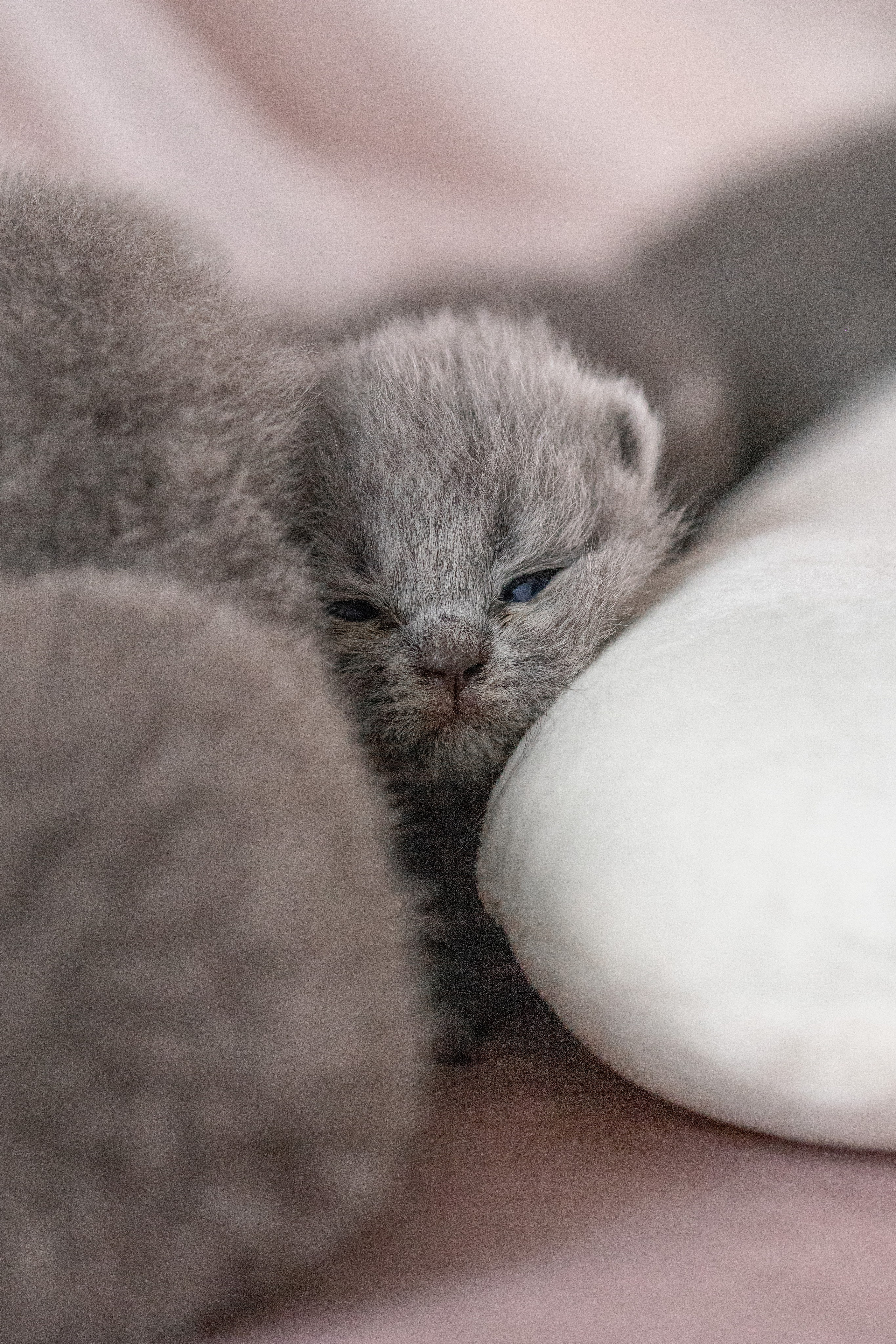 Котята. Фотограф Яна Матвеева в Ижевске