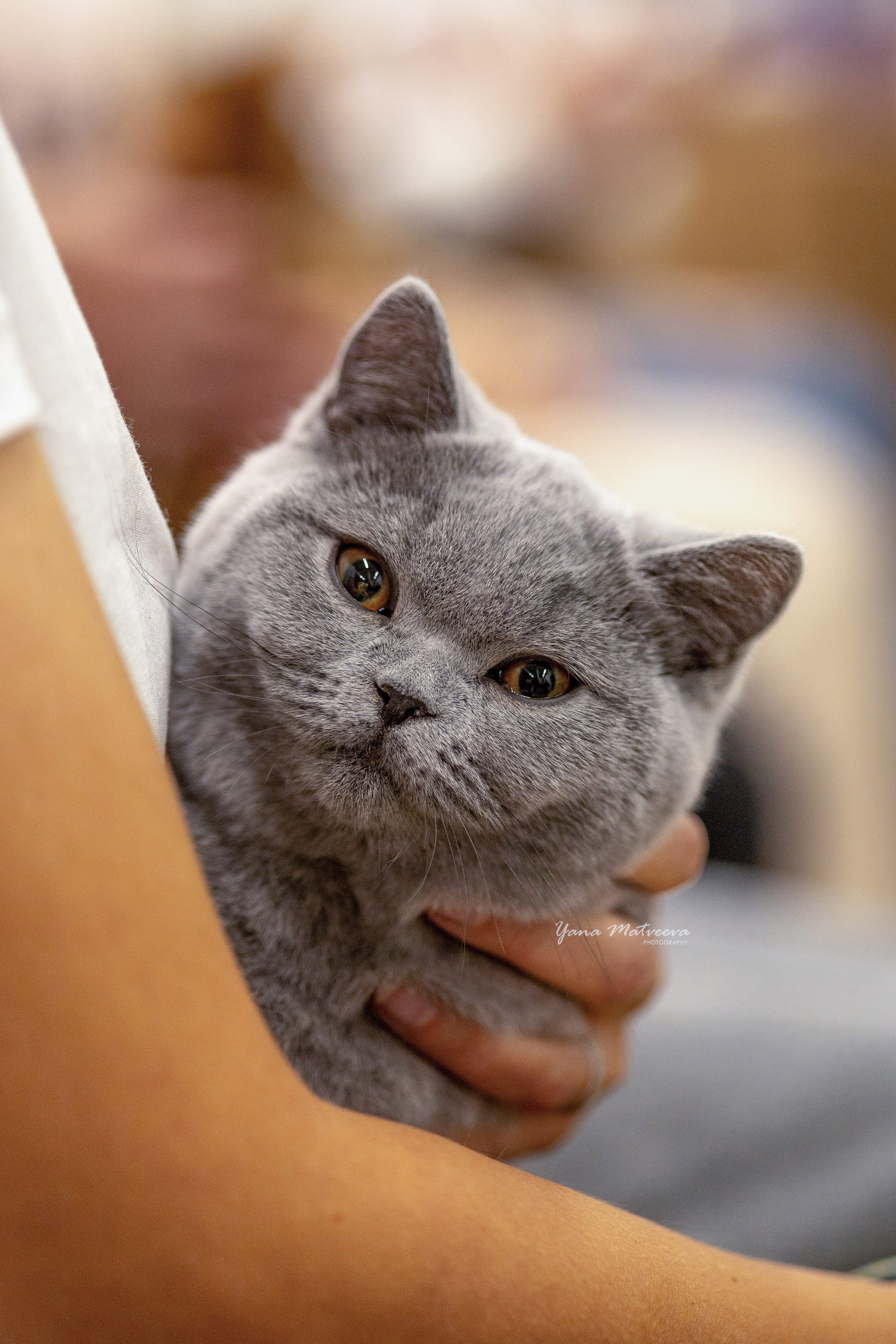 Кошки. Фотограф Яна Матвеева в Ижевске