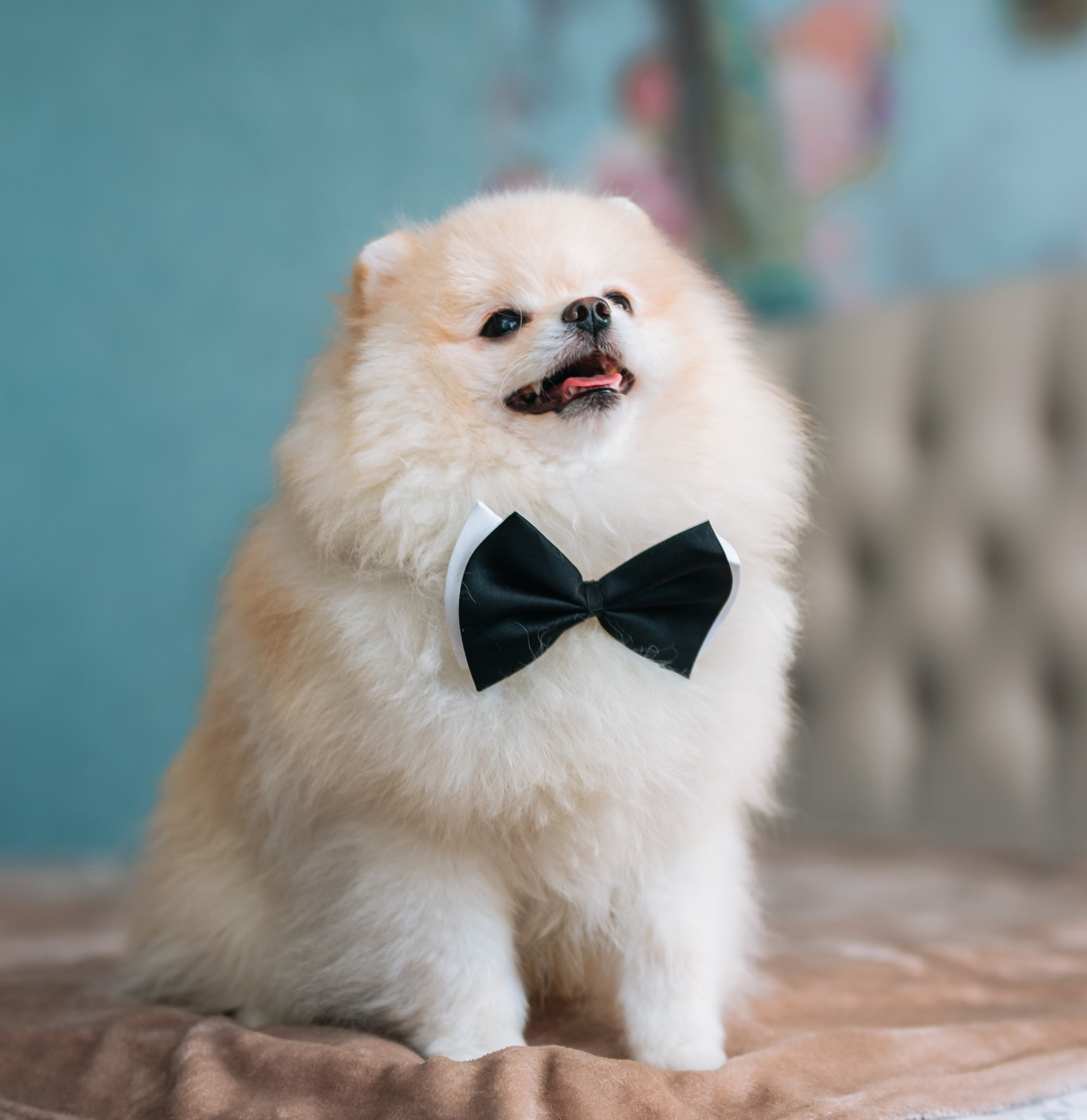 Шпицы дома. Главная