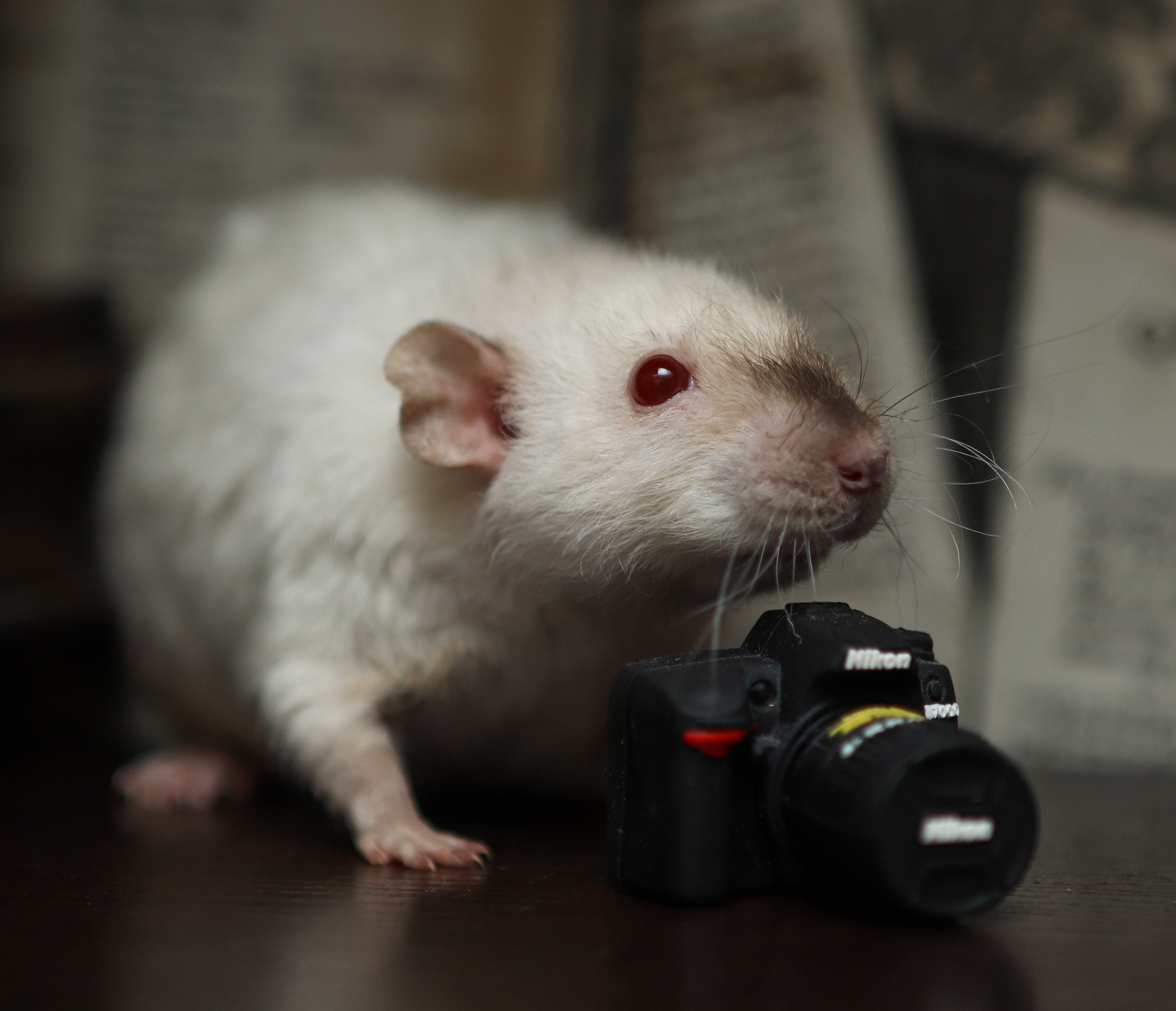 Грызуны. Фотограф-анималист Полина Колкова | Москва