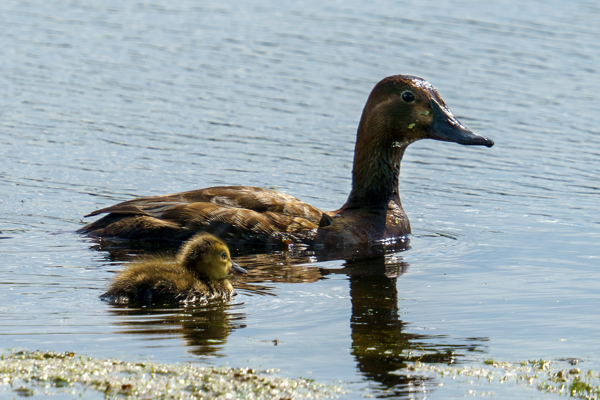 Удивительные мир птиц. Вокруг нас столько прекрасного — присмотритесь!. Ваш личный фотограф Марина Волкова