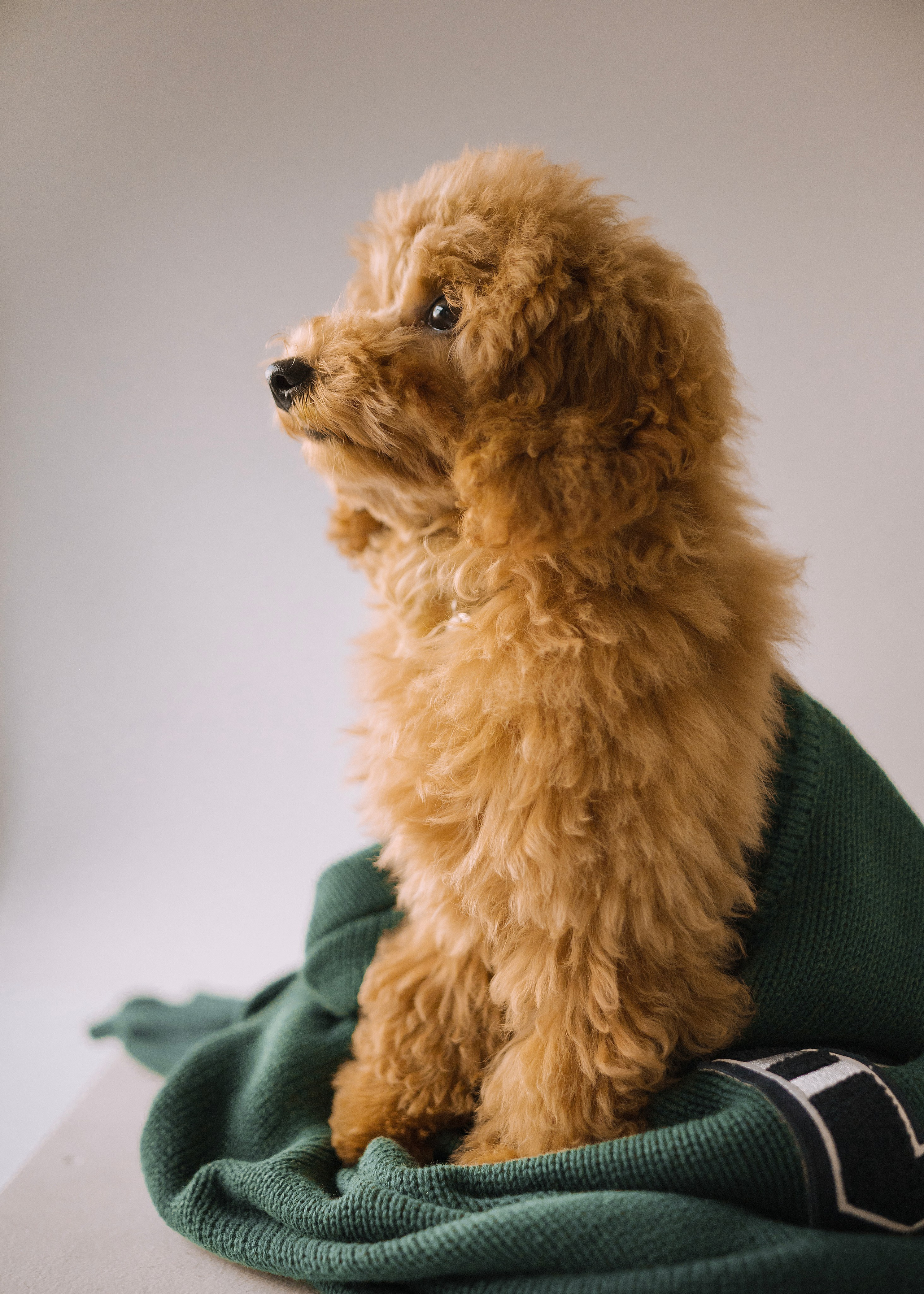 Утилита. Фотограф- анималист Александра Матвеева