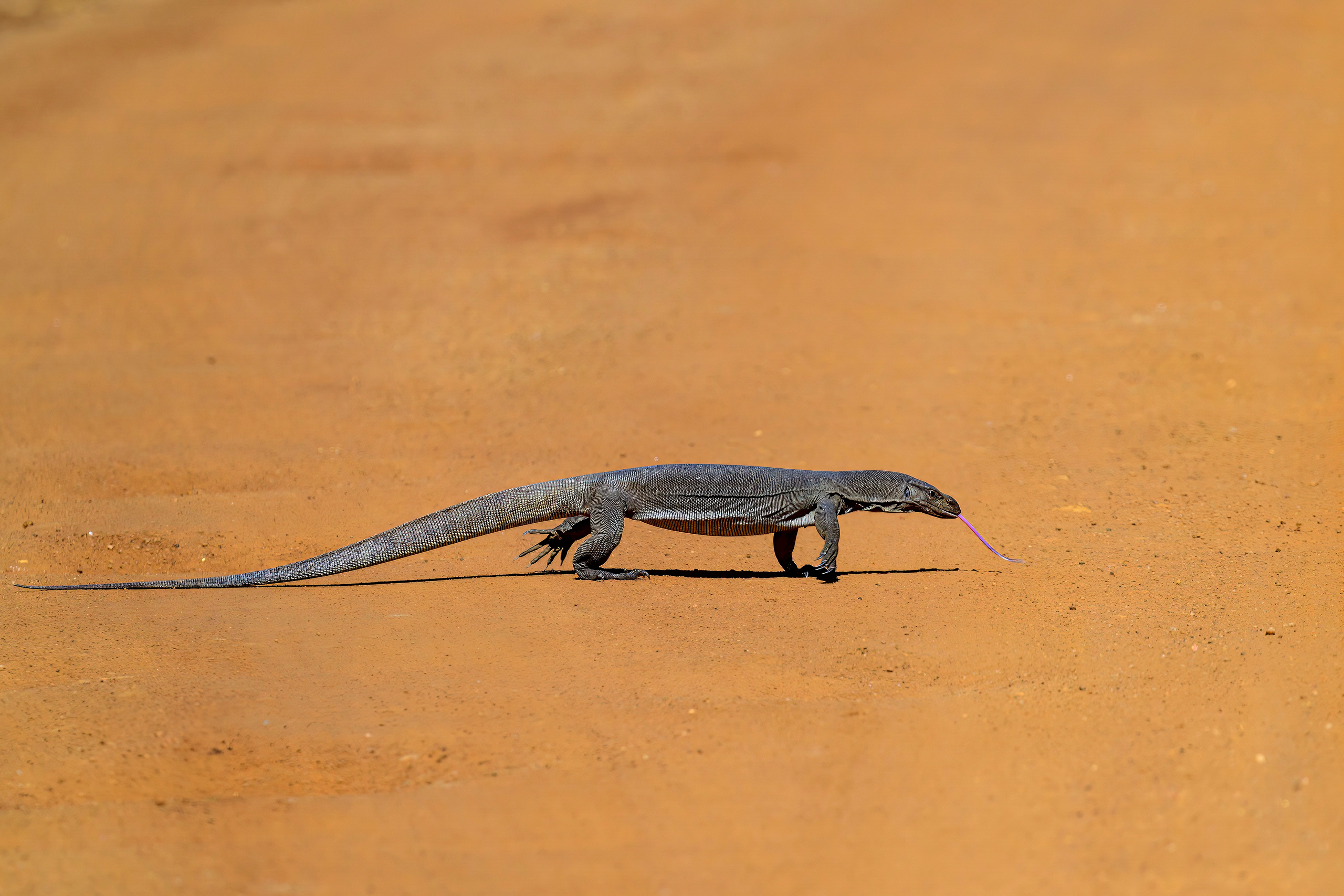Шри Ланка. Wildlife photography by Sergey Puponin