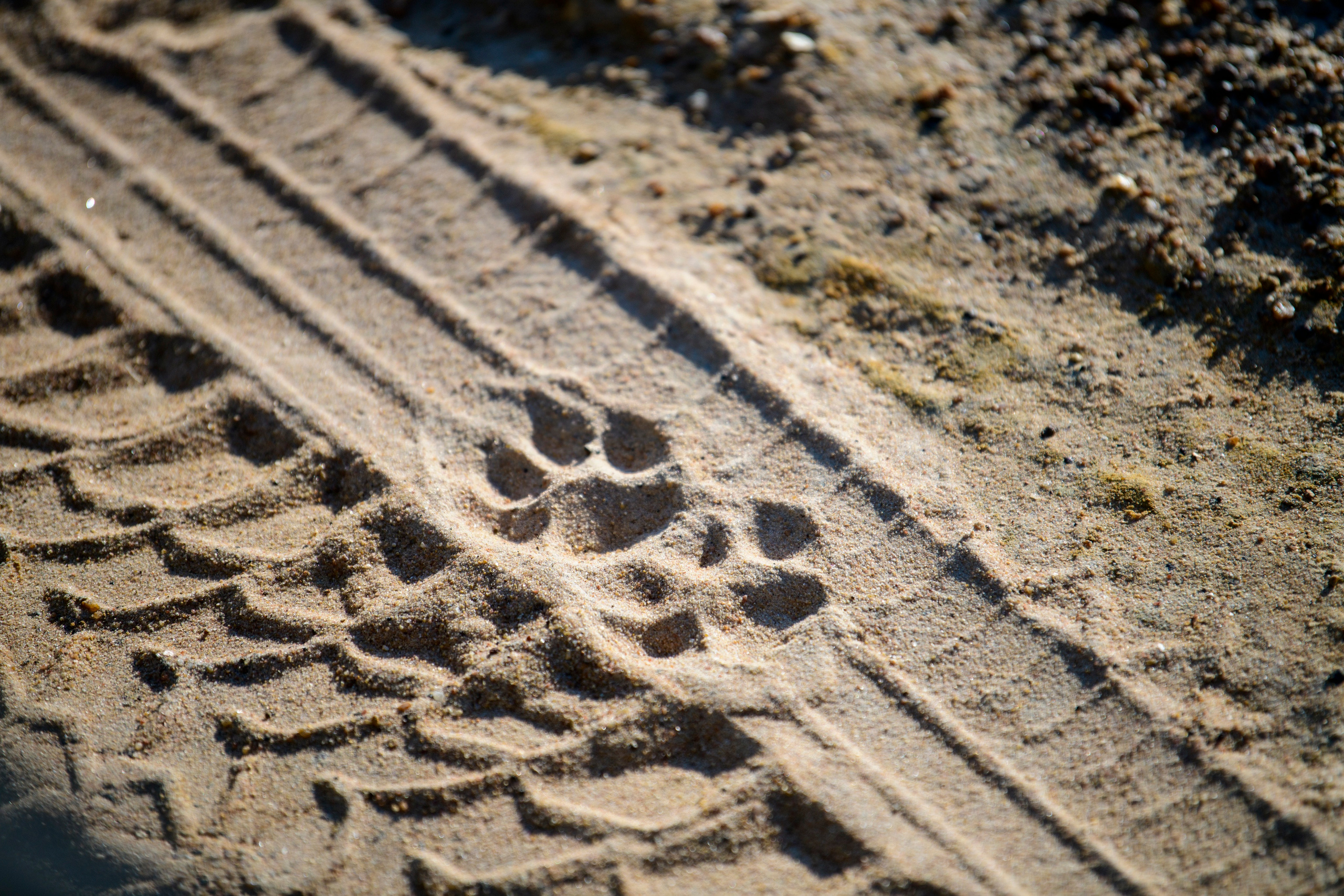 Шри Ланка. Wildlife photography by Sergey Puponin
