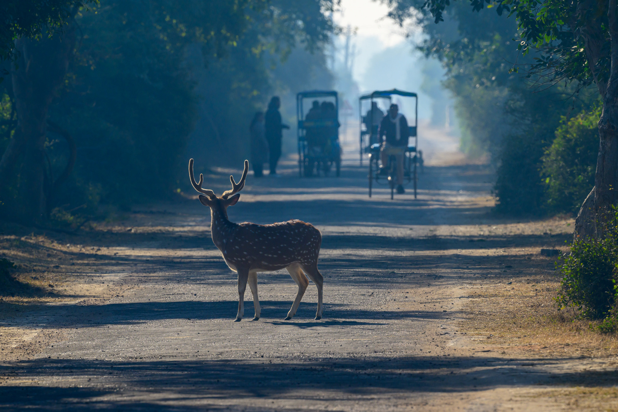 Индия. Wildlife photography by Sergey Puponin