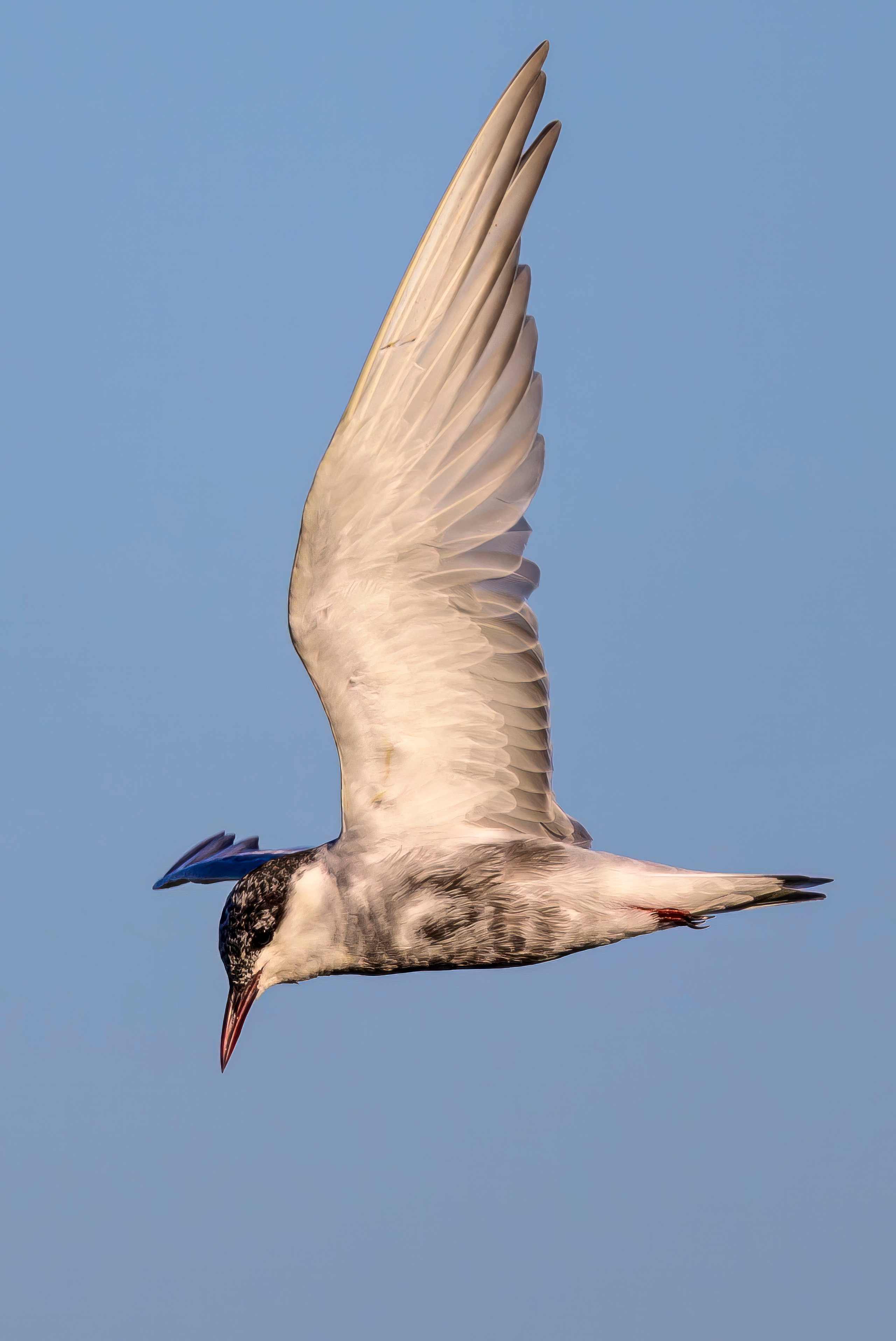 Шри Ланка. Wildlife photography by Sergey Puponin