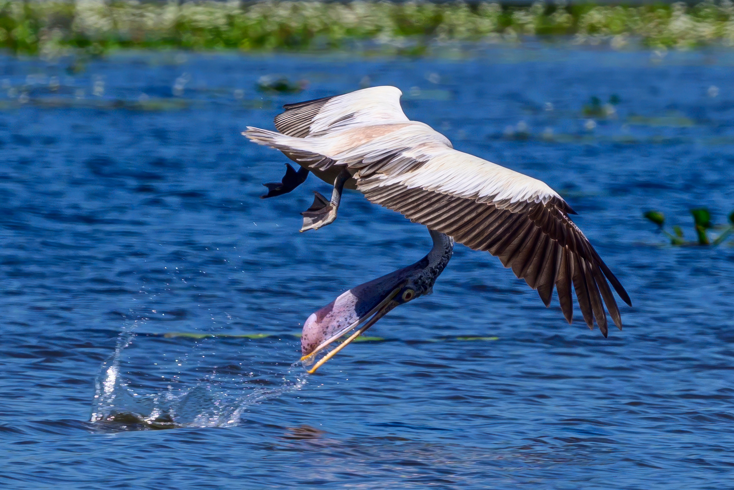 Шри Ланка. Wildlife photography by Sergey Puponin