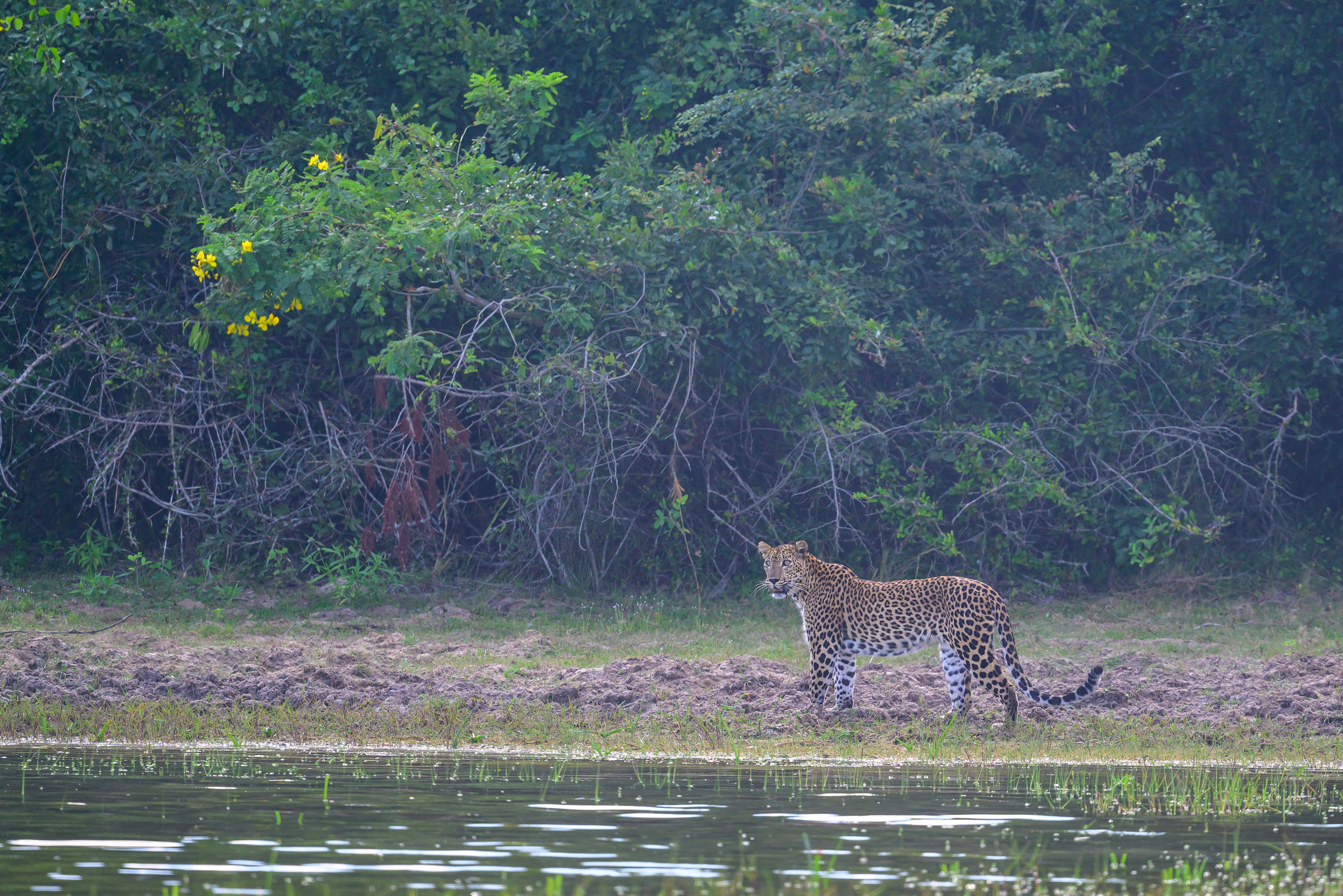 Шри Ланка. Wildlife photography by Sergey Puponin