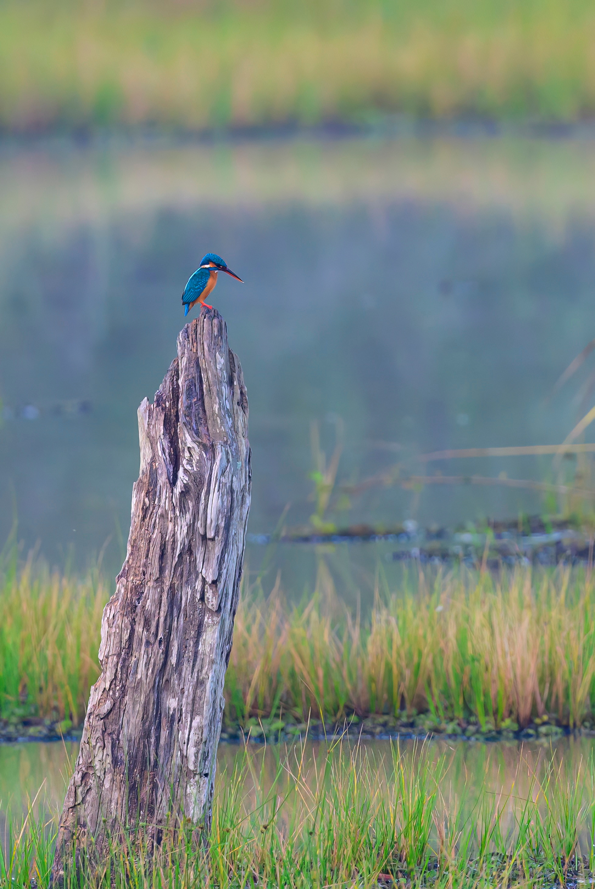 Шри Ланка. Wildlife photography by Sergey Puponin