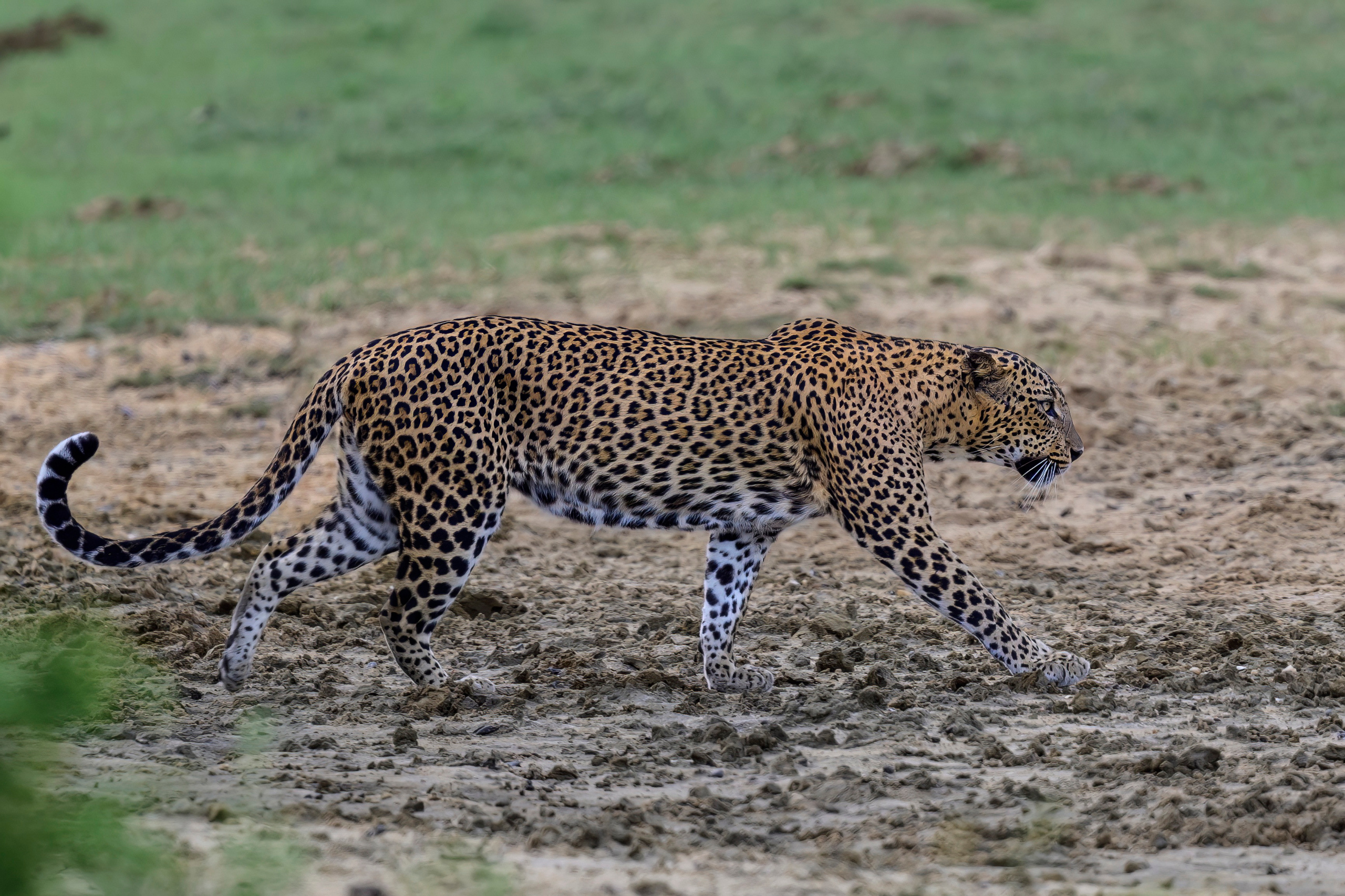 Шри Ланка. Wildlife photography by Sergey Puponin