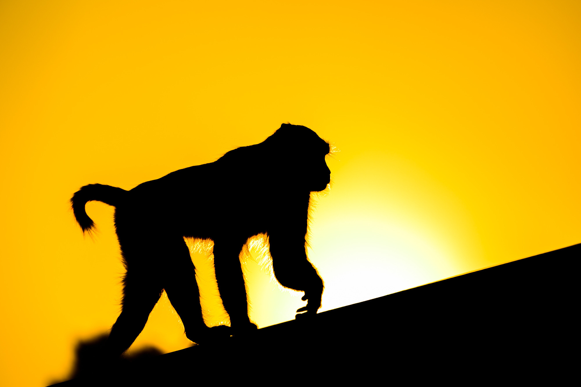 Индия. Wildlife photography by Sergey Puponin