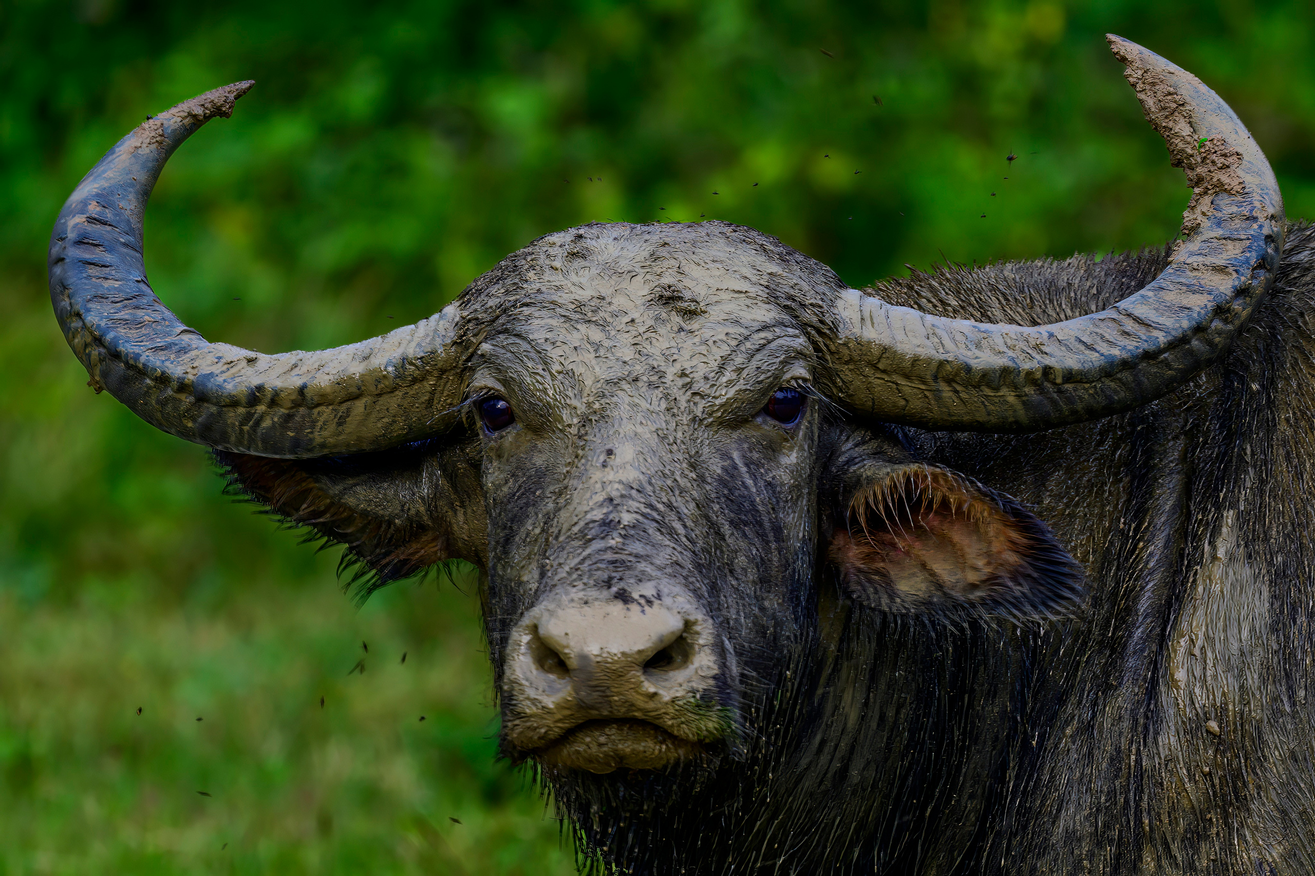 Шри Ланка. Wildlife photography by Sergey Puponin