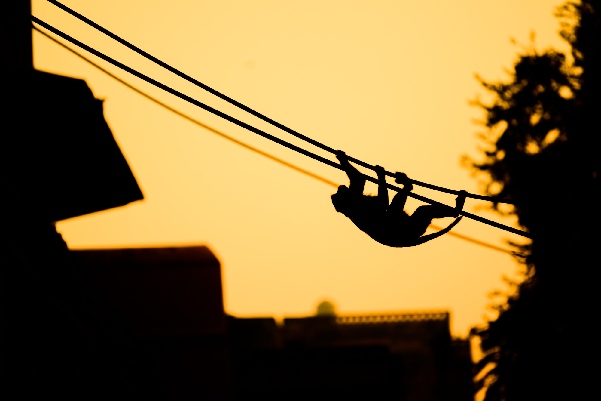 Индия. Wildlife photography by Sergey Puponin