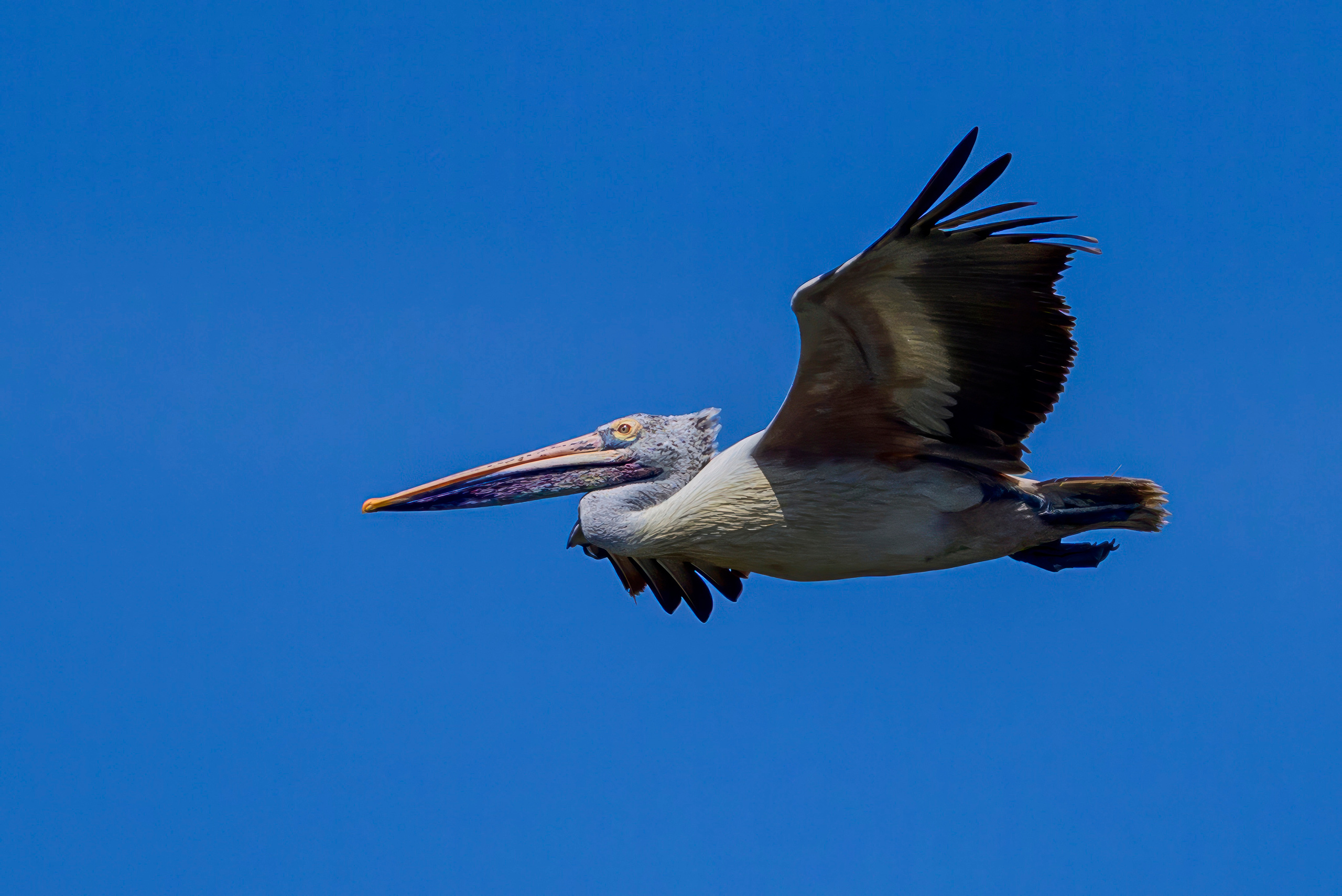 Шри Ланка. Wildlife photography by Sergey Puponin