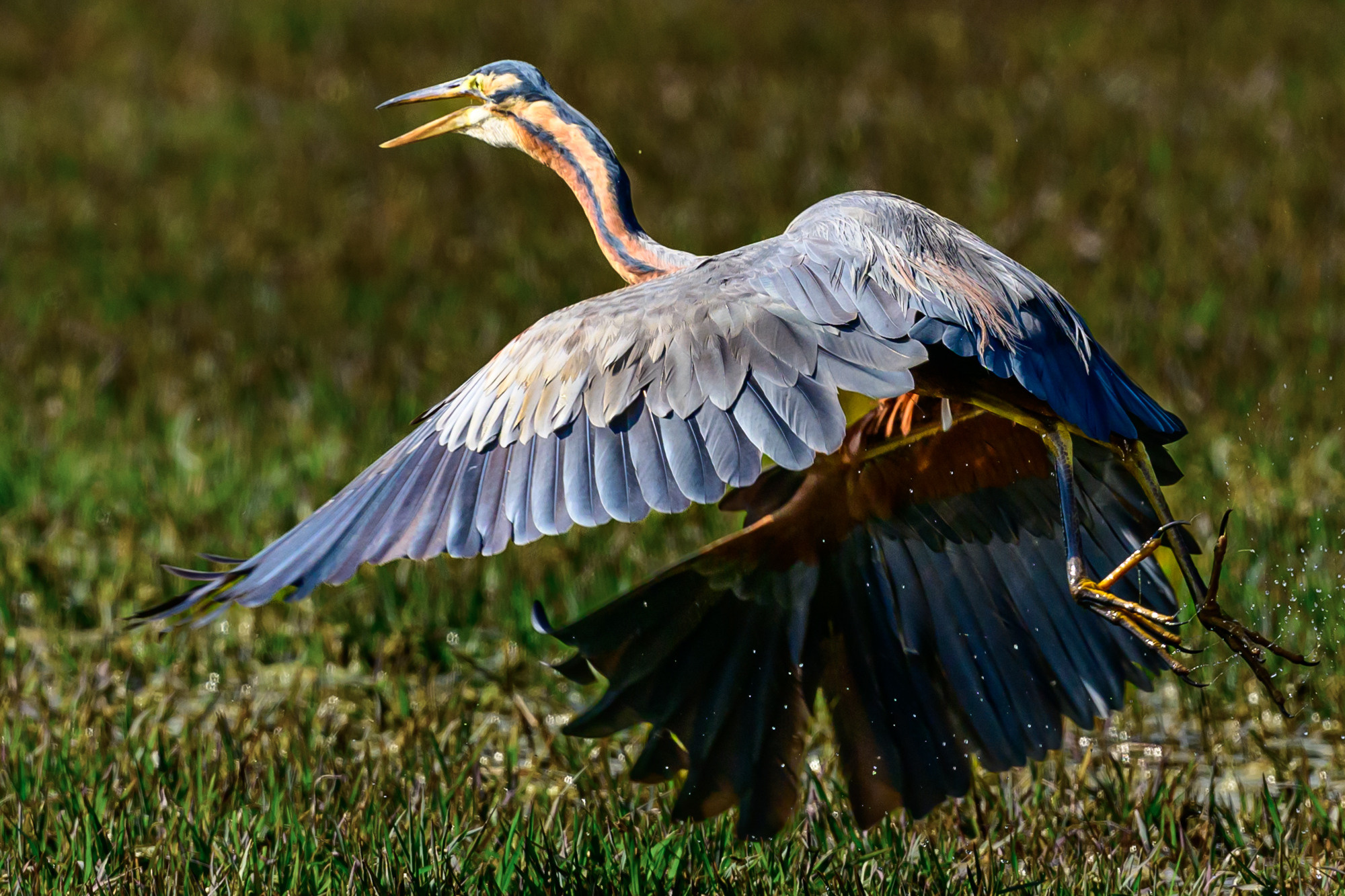 Индия. Wildlife photography by Sergey Puponin