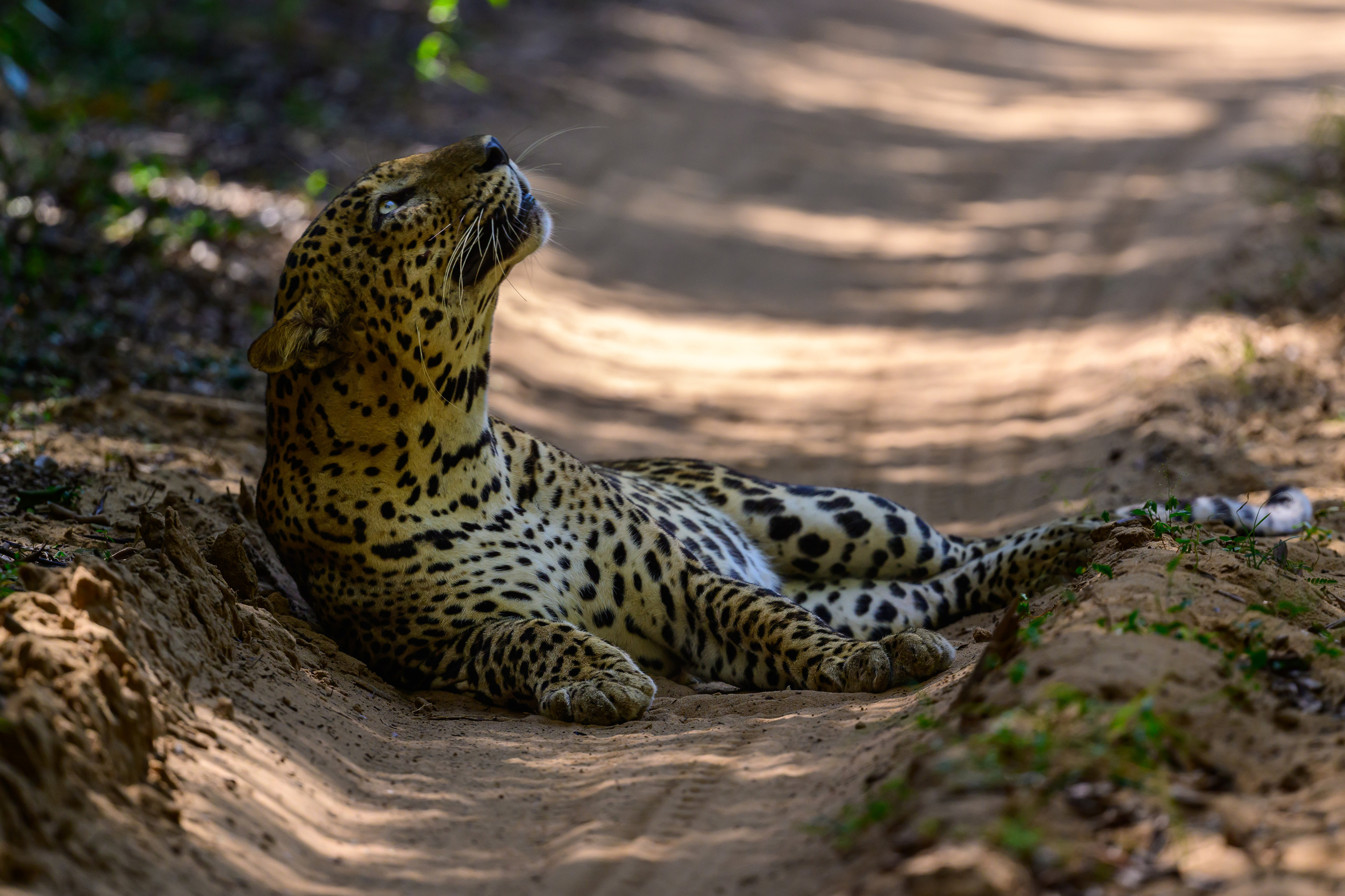 Шри Ланка. Wildlife photography by Sergey Puponin