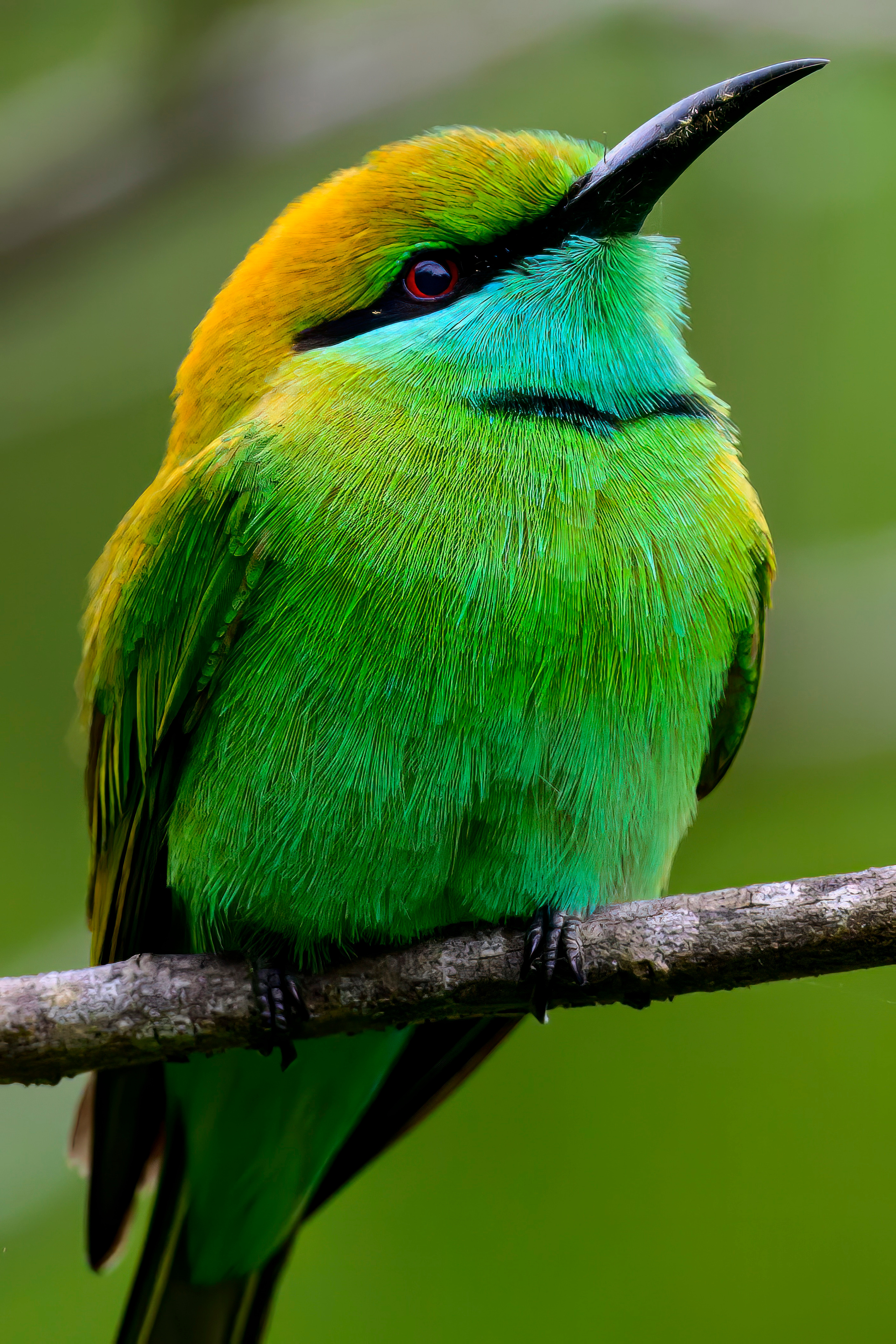 Шри Ланка. Wildlife photography by Sergey Puponin