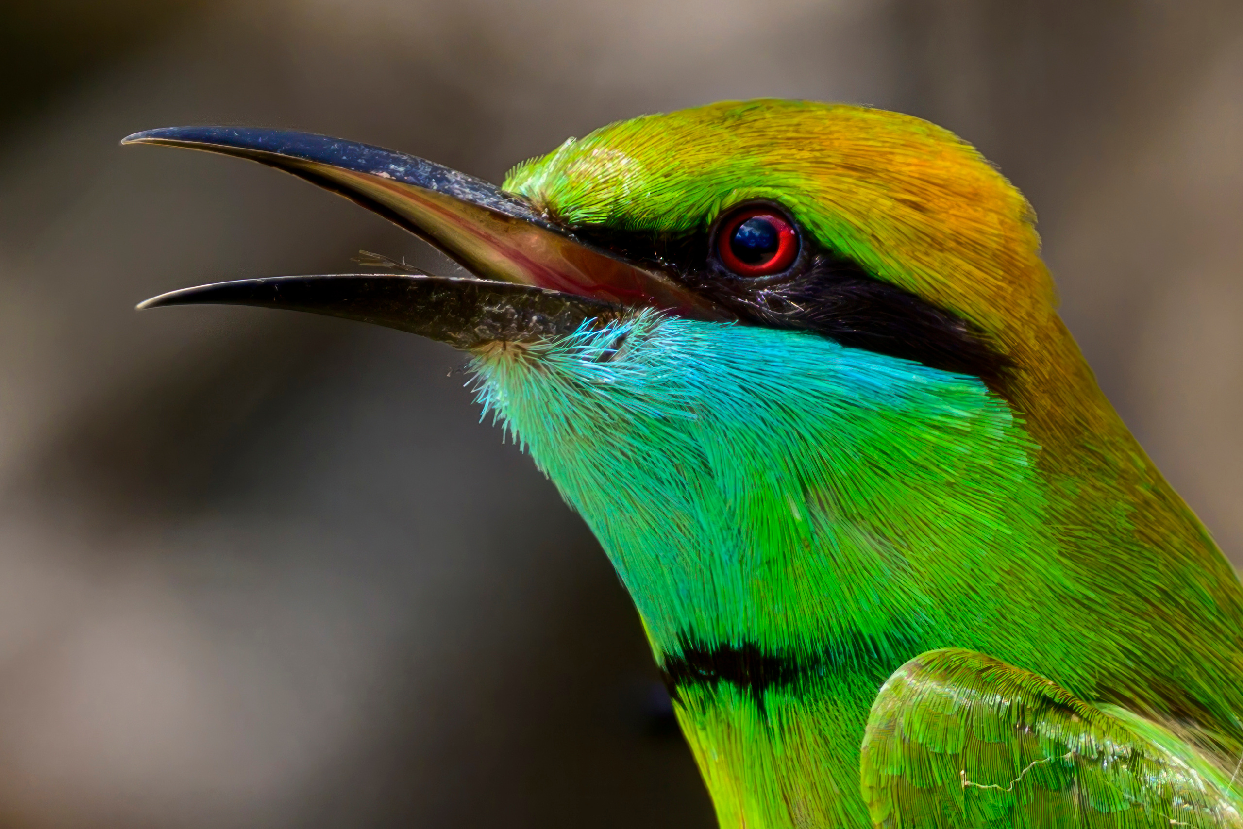Шри Ланка. Wildlife photography by Sergey Puponin