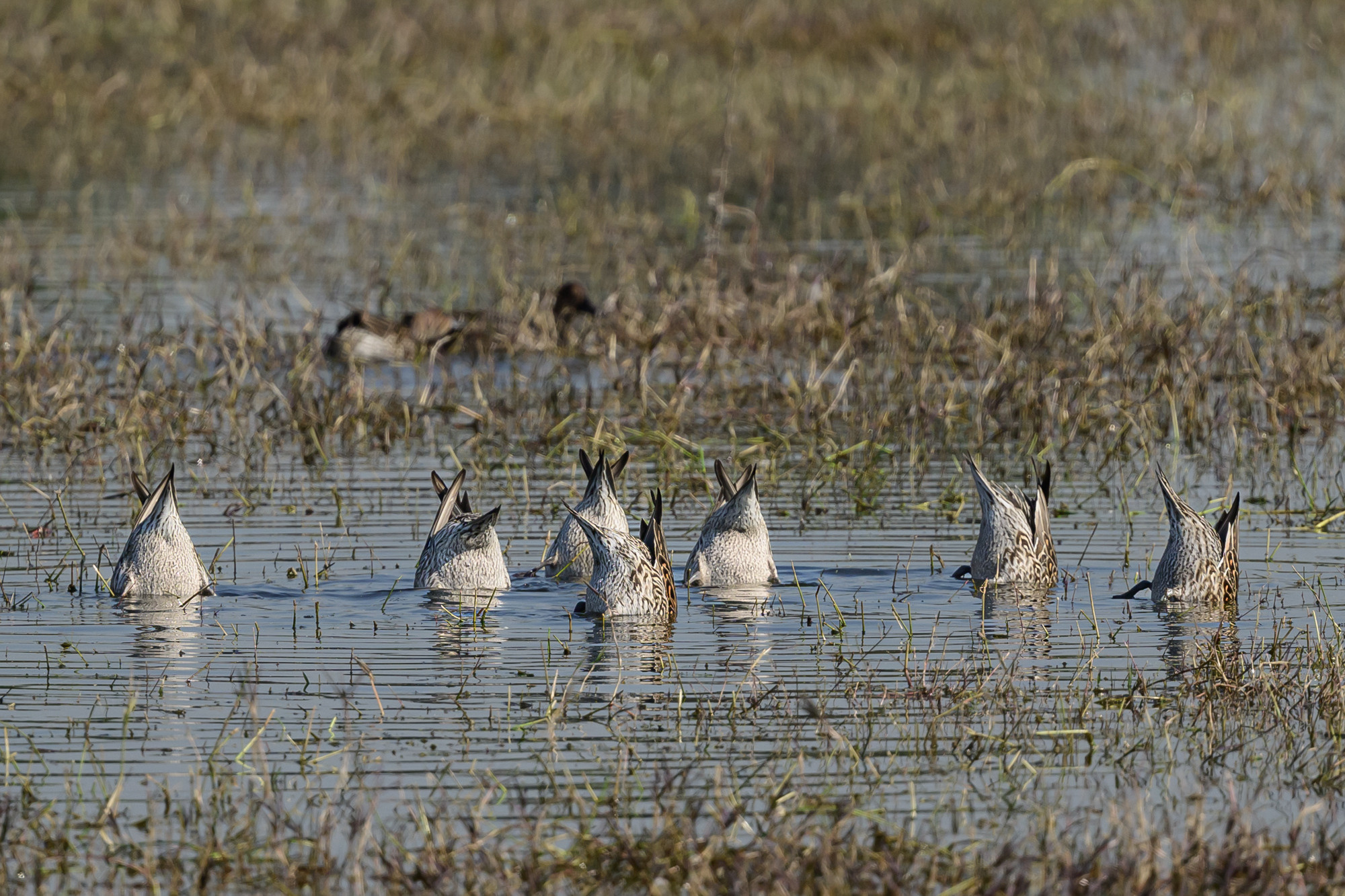 Индия. Wildlife photography by Sergey Puponin