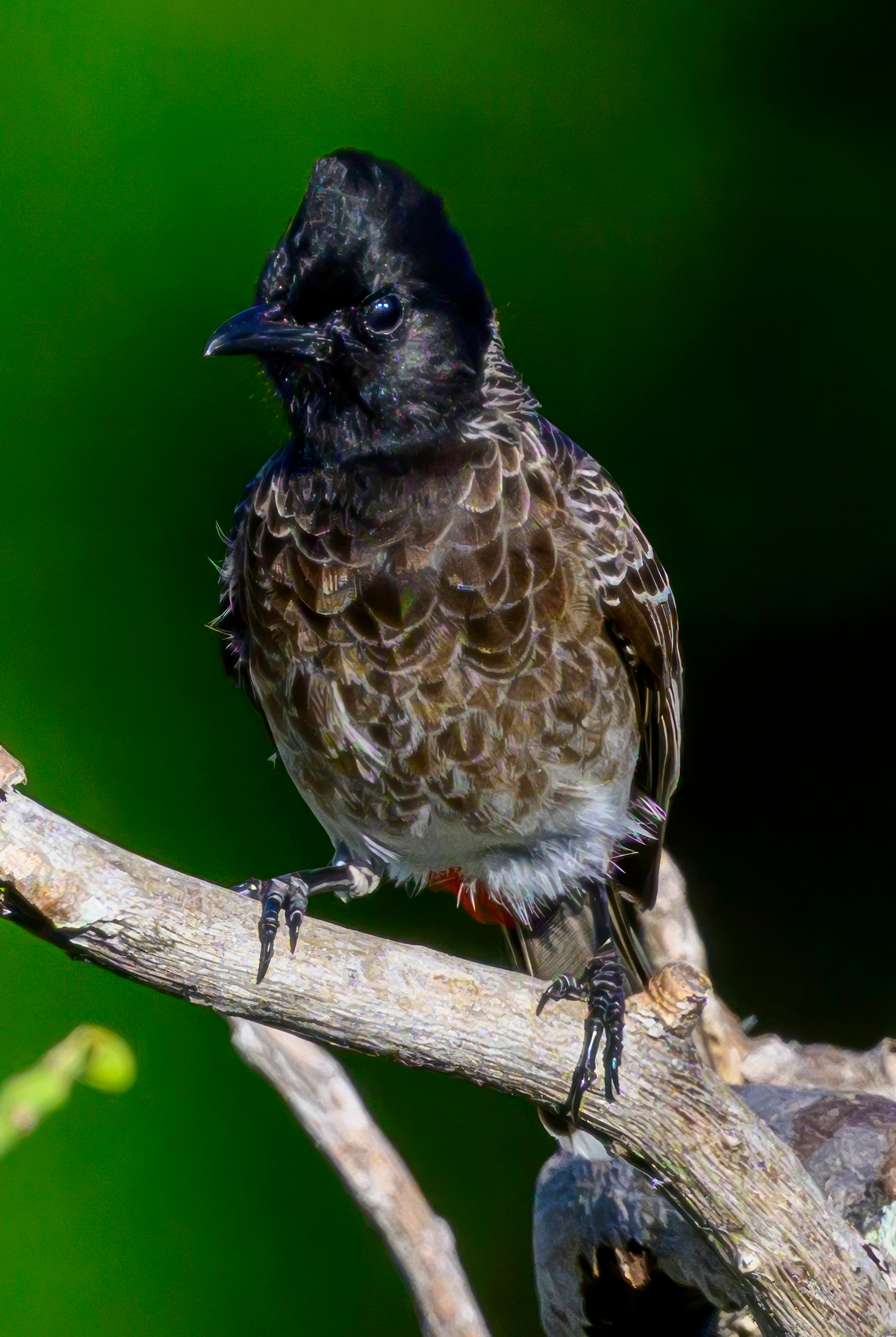 Шри Ланка. Wildlife photography by Sergey Puponin