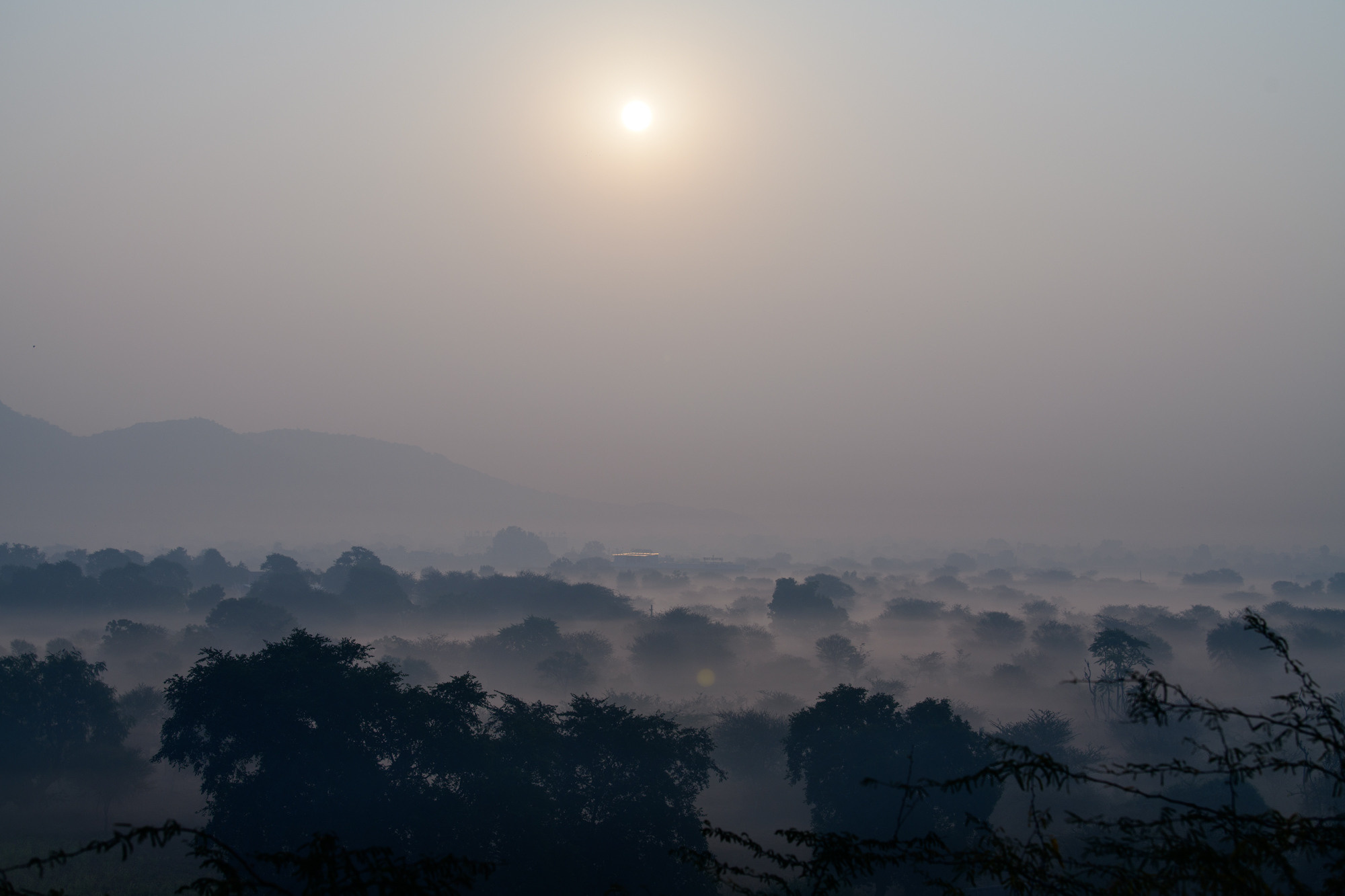 Индия. Wildlife photography by Sergey Puponin
