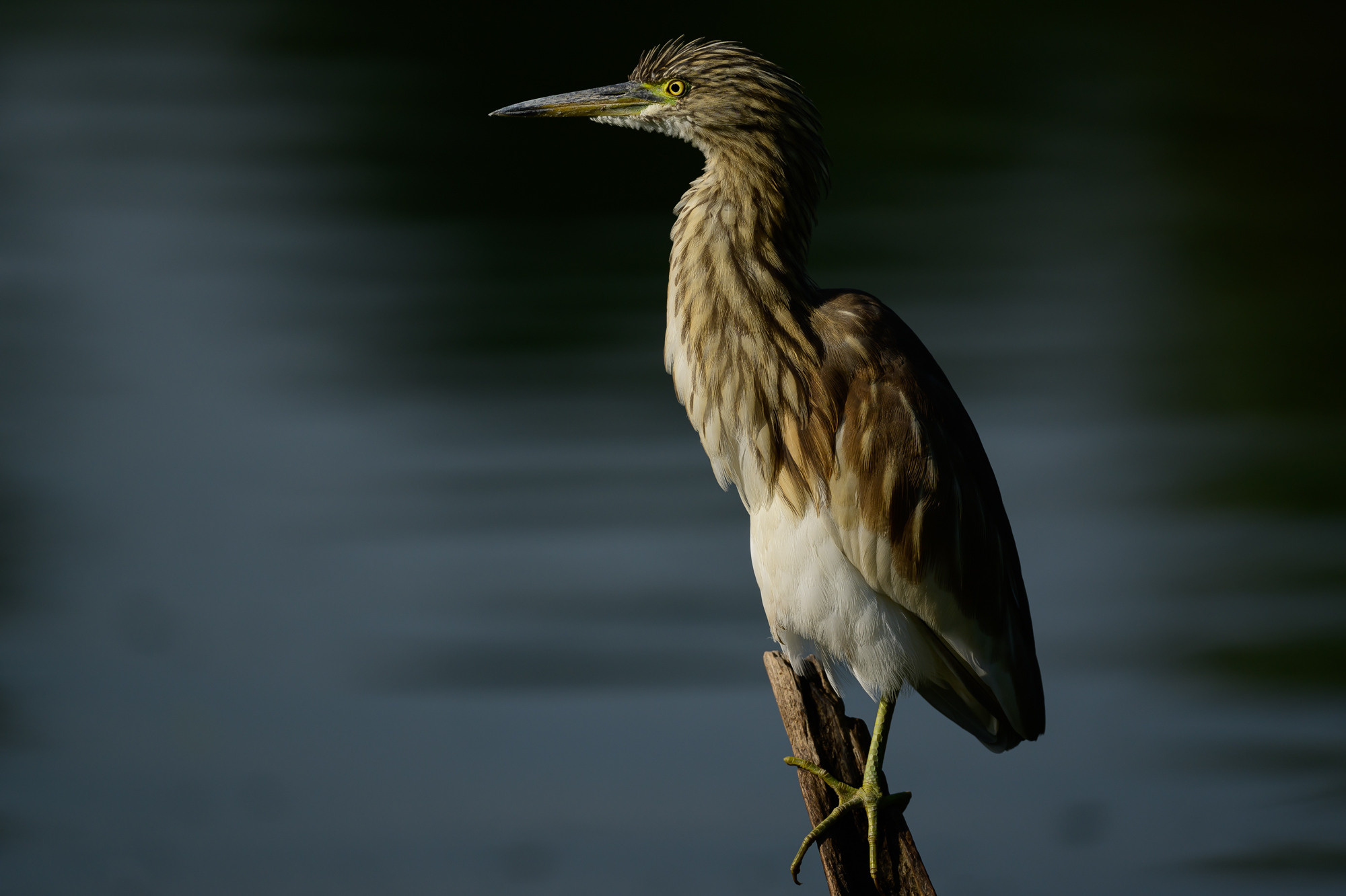 Индия. Wildlife photography by Sergey Puponin