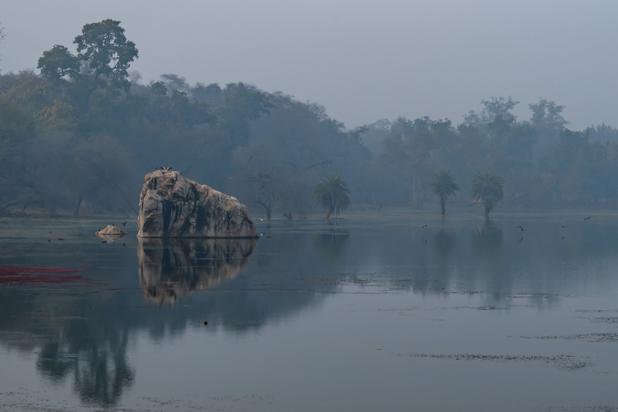 Индия. Wildlife photography by Sergey Puponin