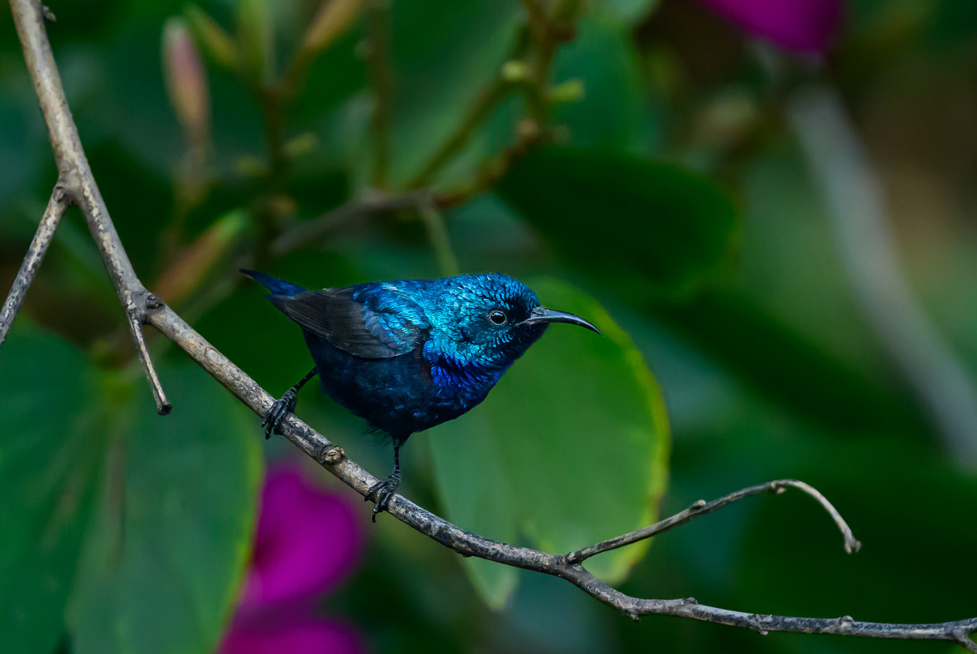 Индия. Wildlife photography by Sergey Puponin