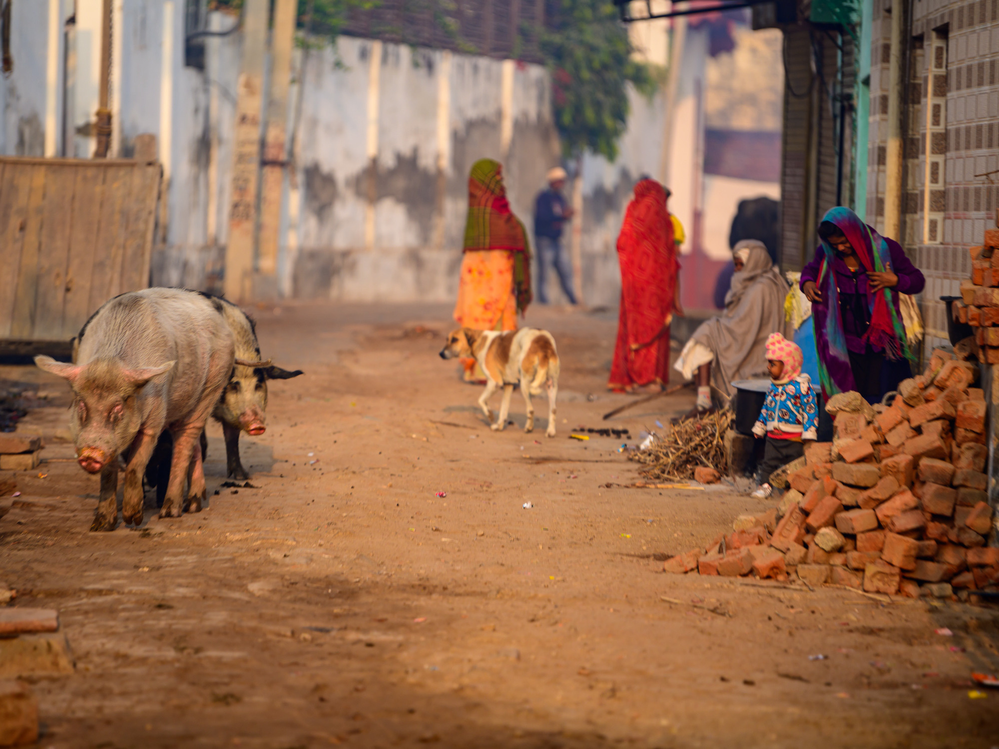 Индия. Wildlife photography by Sergey Puponin