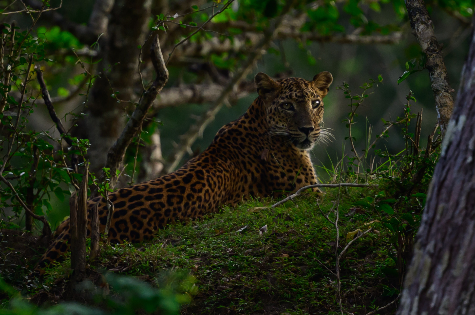 Шри Ланка. Wildlife photography by Sergey Puponin