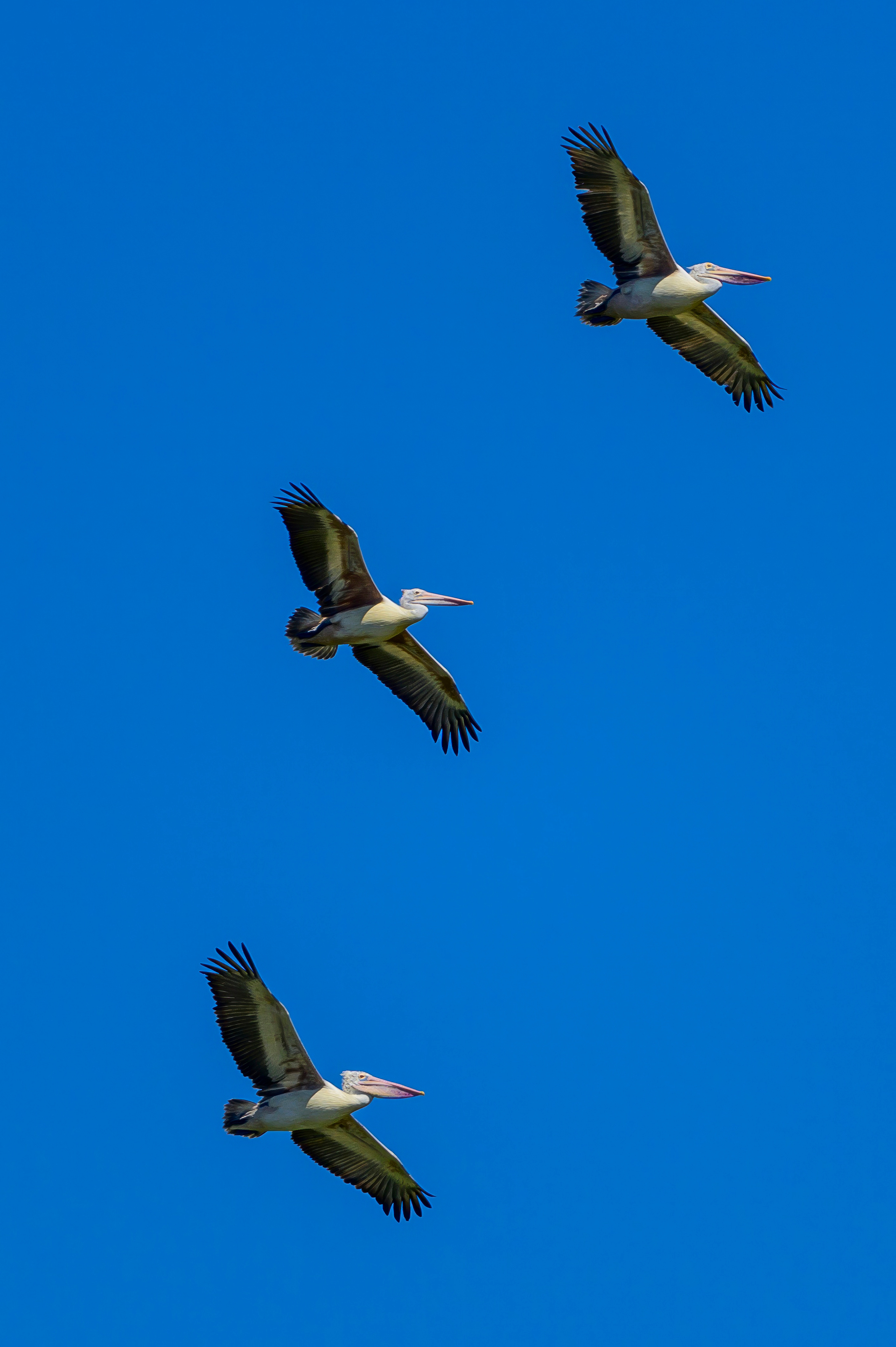 Шри Ланка. Wildlife photography by Sergey Puponin