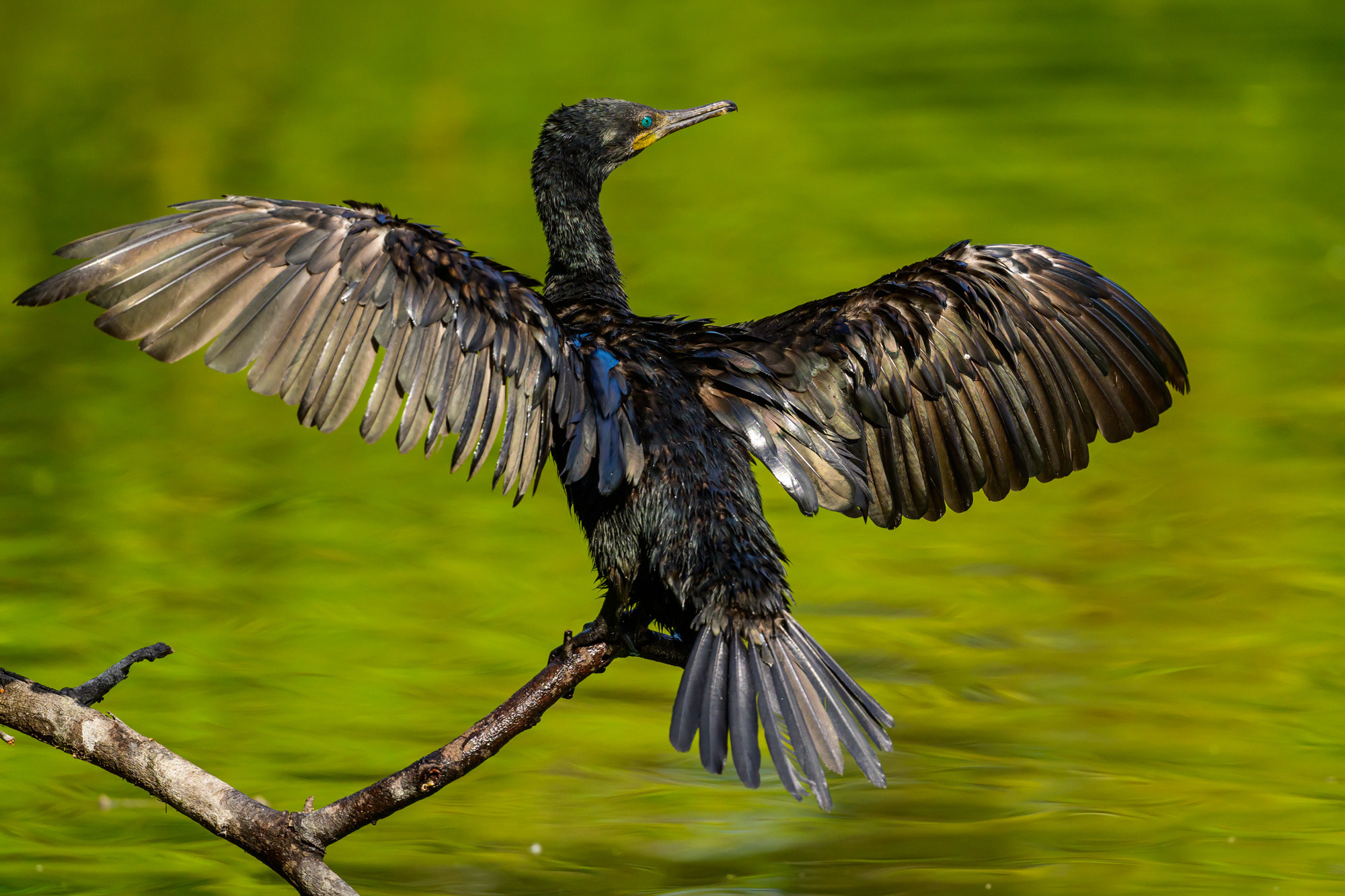 Индия. Wildlife photography by Sergey Puponin