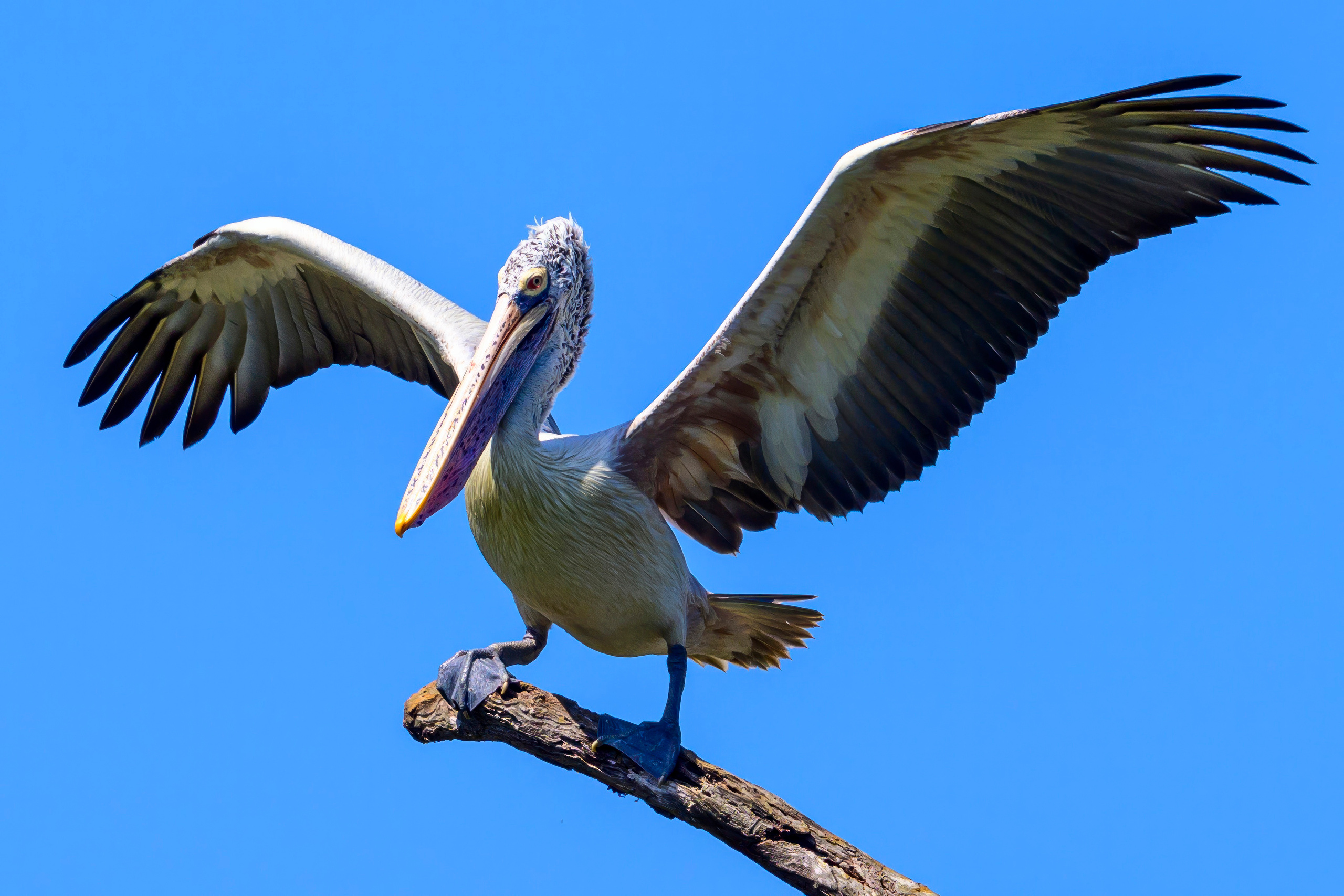 Шри Ланка. Wildlife photography by Sergey Puponin