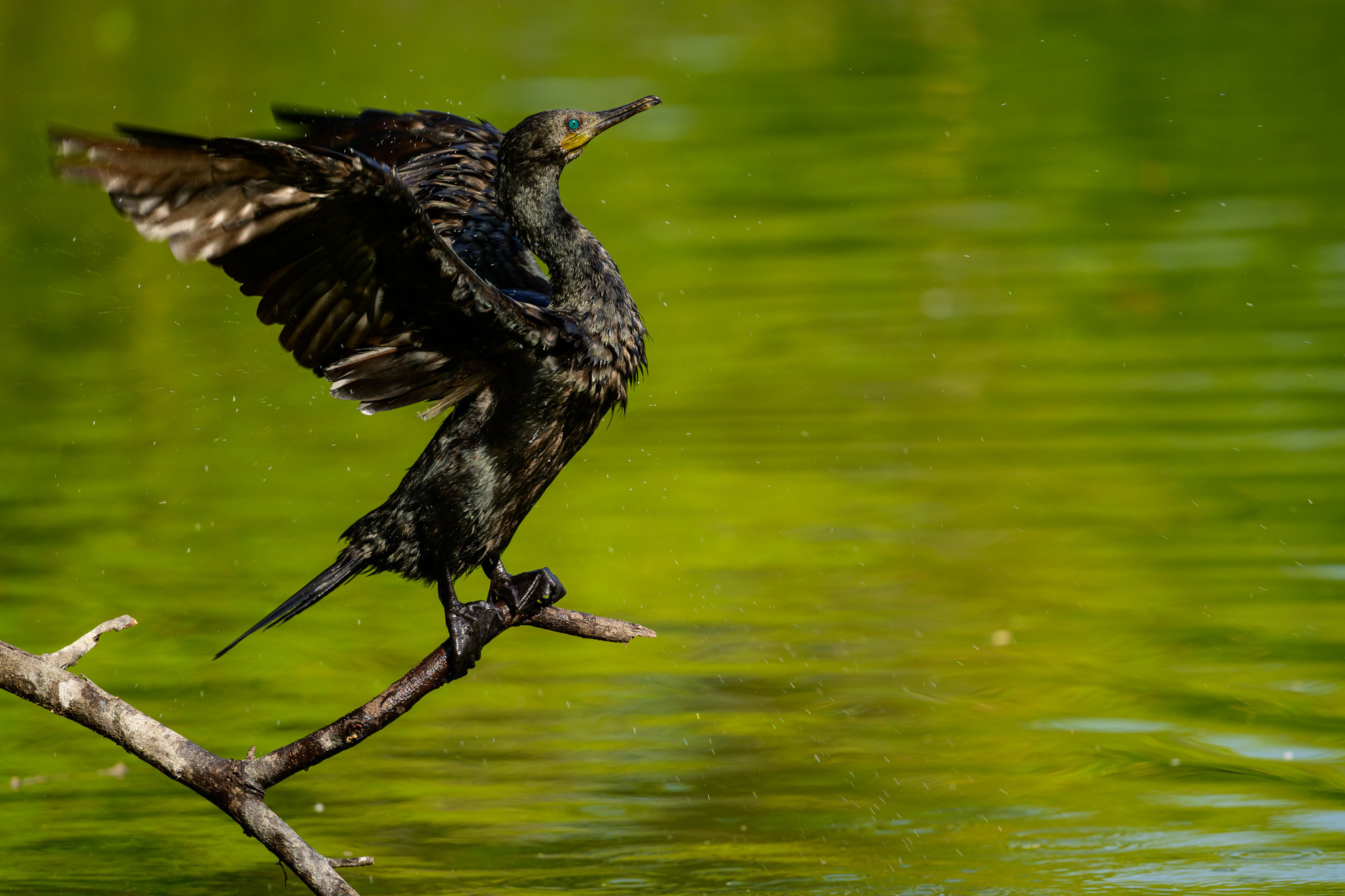 Индия. Wildlife photography by Sergey Puponin