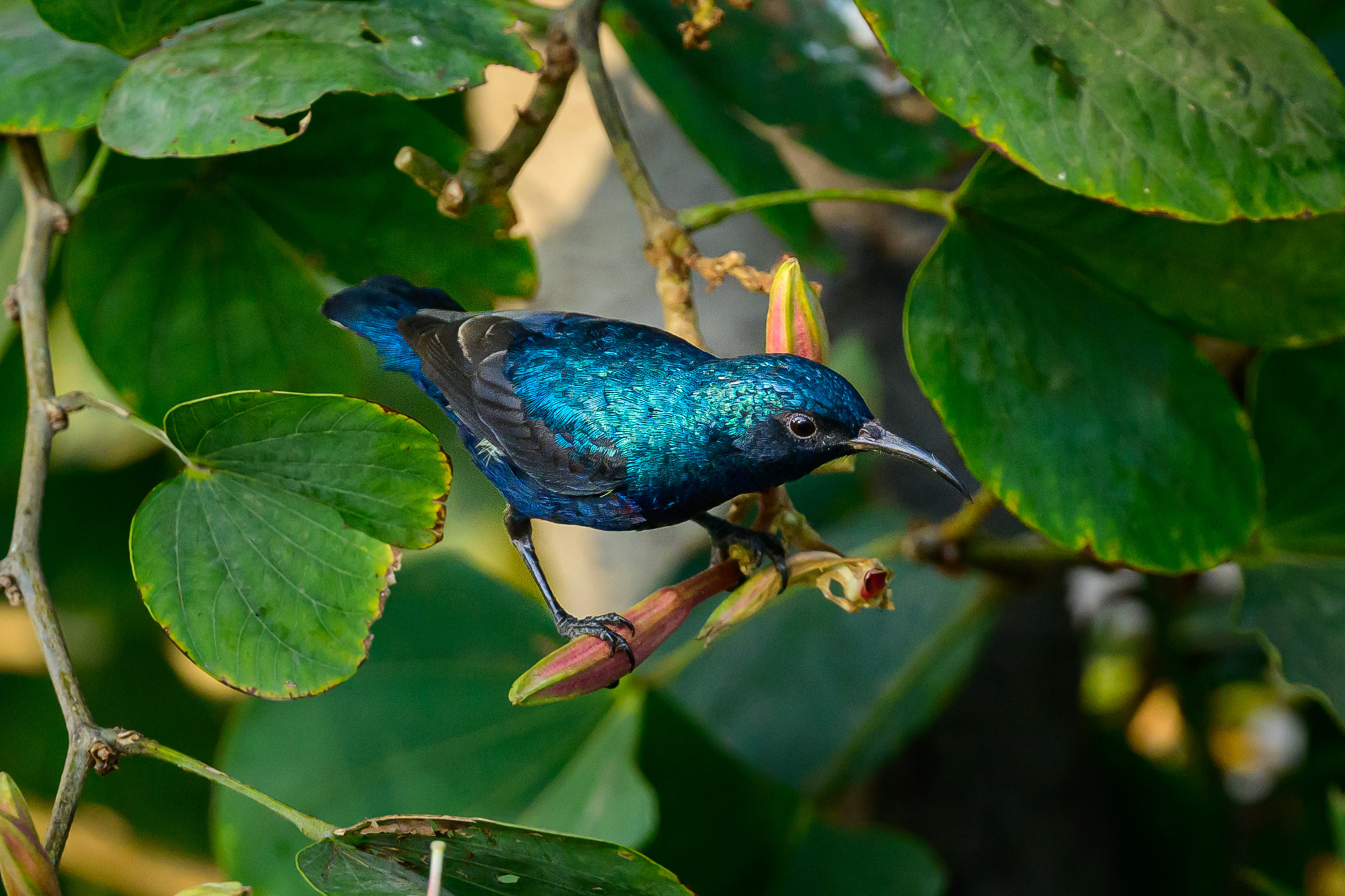 Индия. Wildlife photography by Sergey Puponin