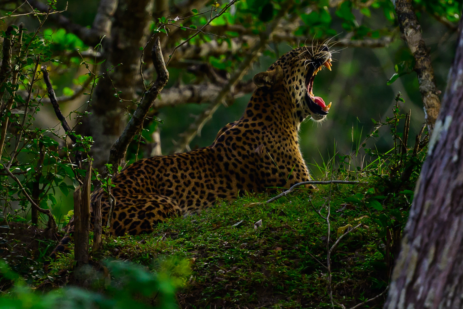 Шри Ланка. Wildlife photography by Sergey Puponin