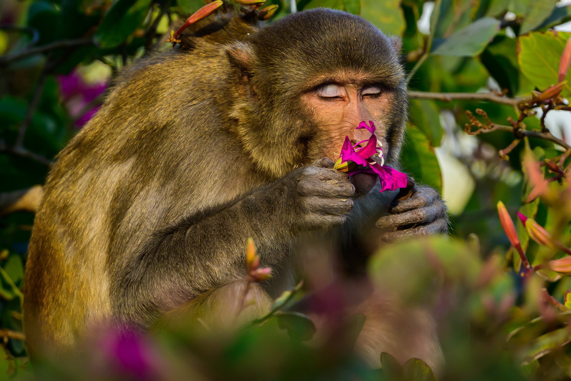 Индия. Wildlife photography by Sergey Puponin