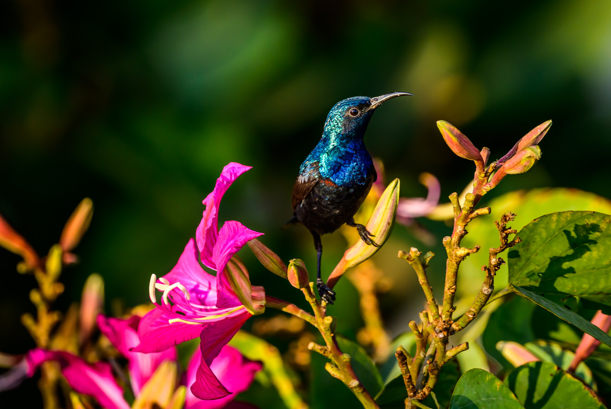 Индия. Wildlife photography by Sergey Puponin