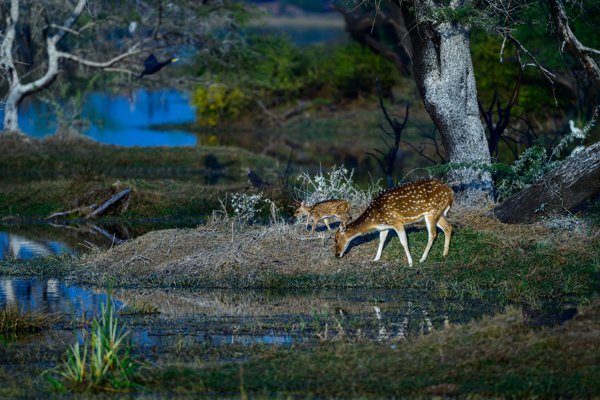 Индия. Wildlife photography by Sergey Puponin