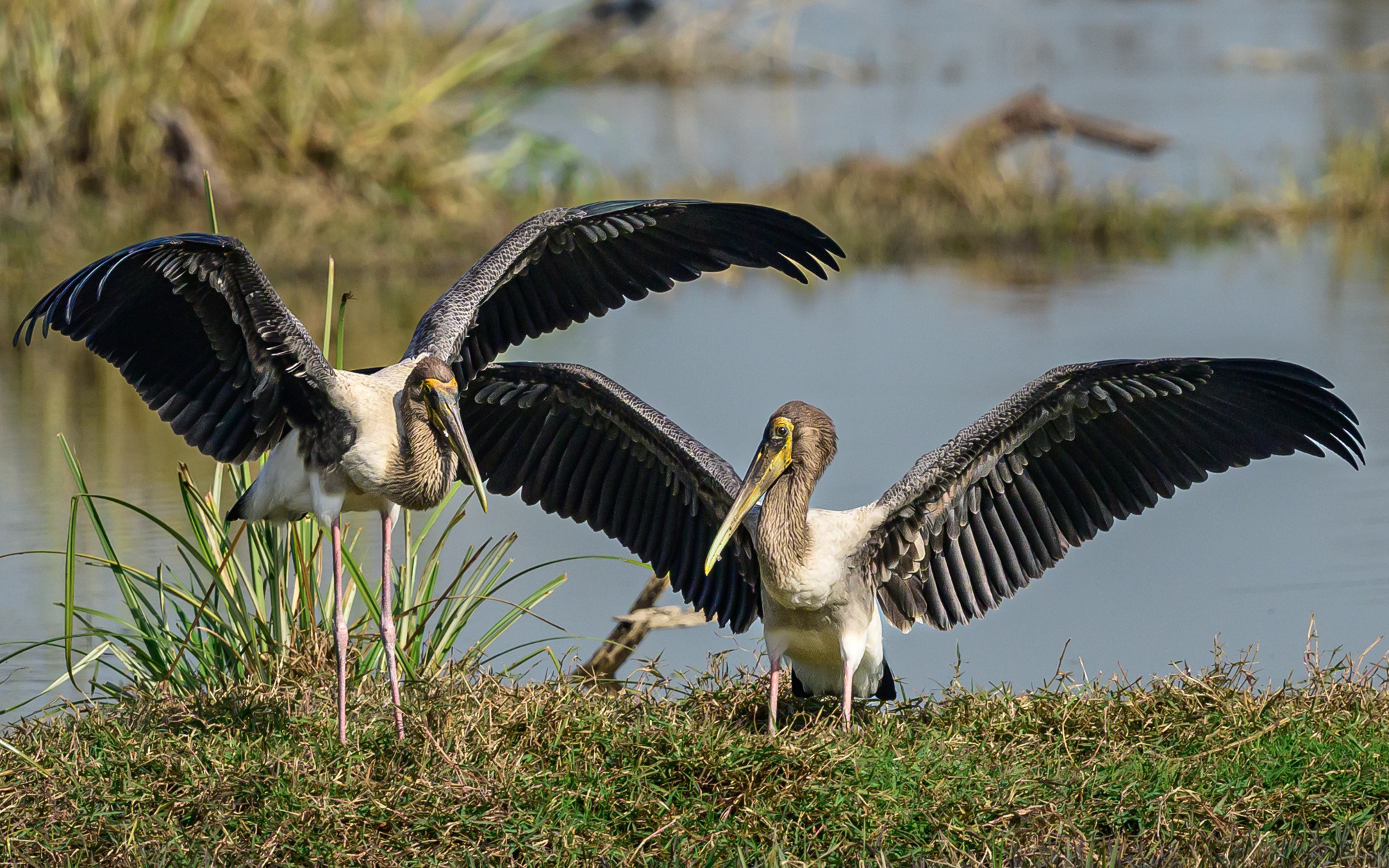 Индия. Wildlife photography by Sergey Puponin