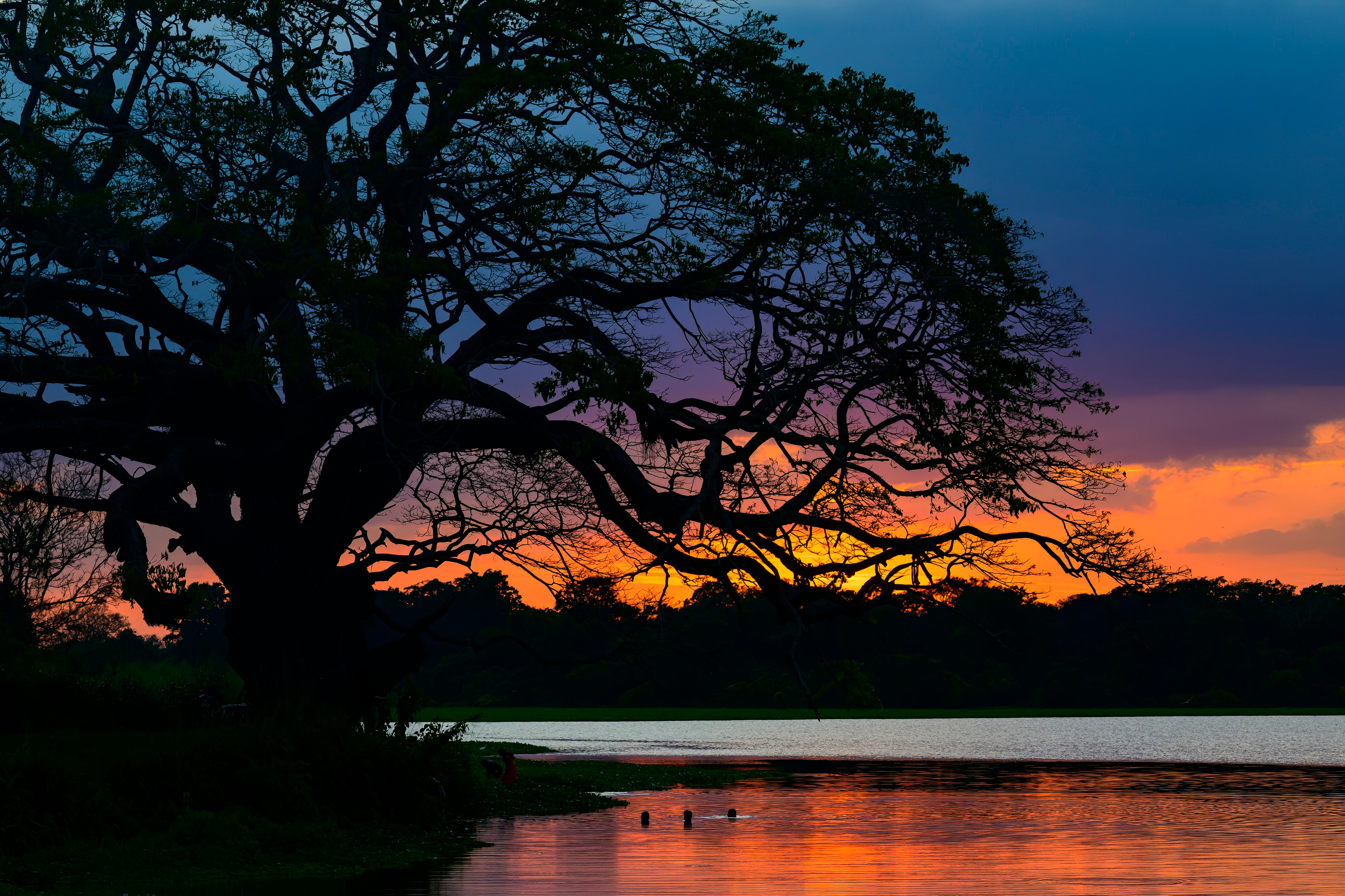 Шри Ланка. Wildlife photography by Sergey Puponin