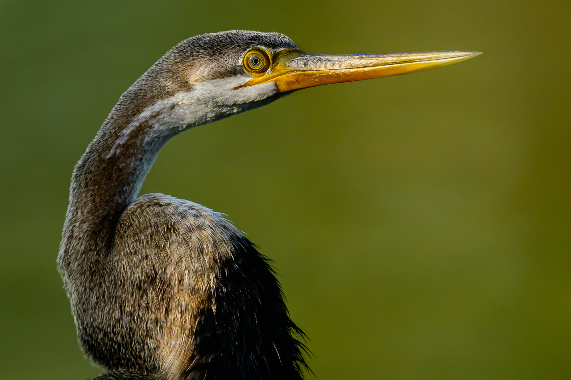 Индия. Wildlife photography by Sergey Puponin
