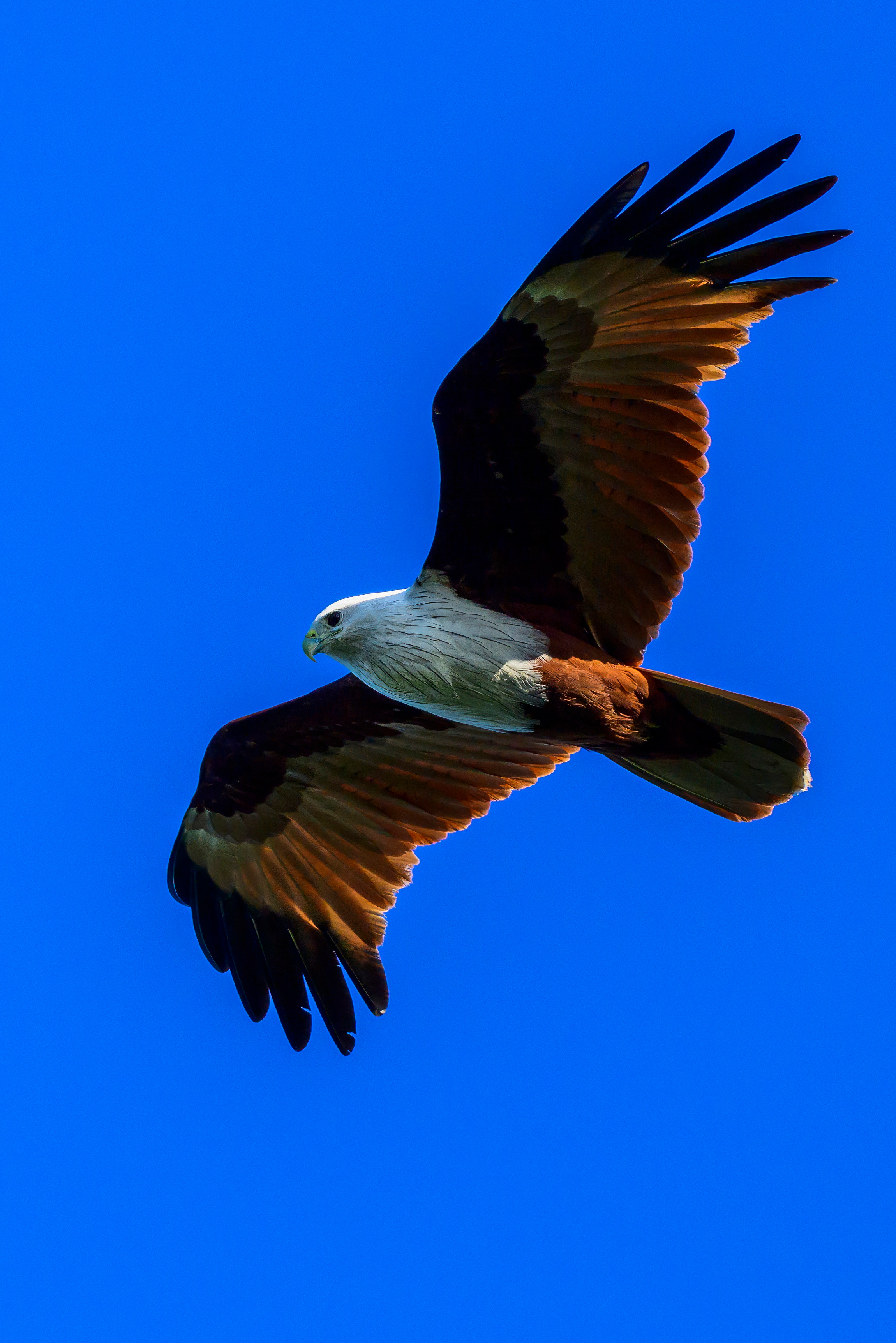 Шри Ланка. Wildlife photography by Sergey Puponin