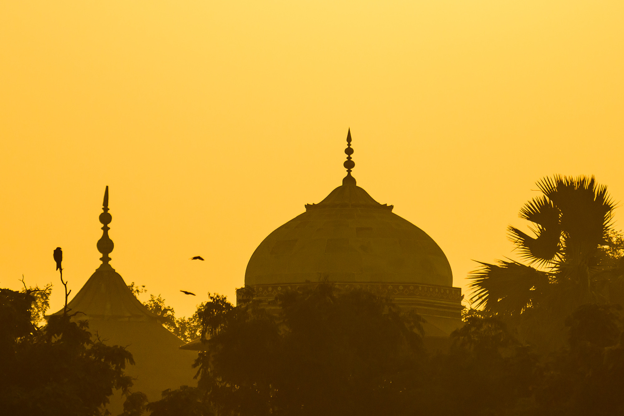 Индия. Wildlife photography by Sergey Puponin