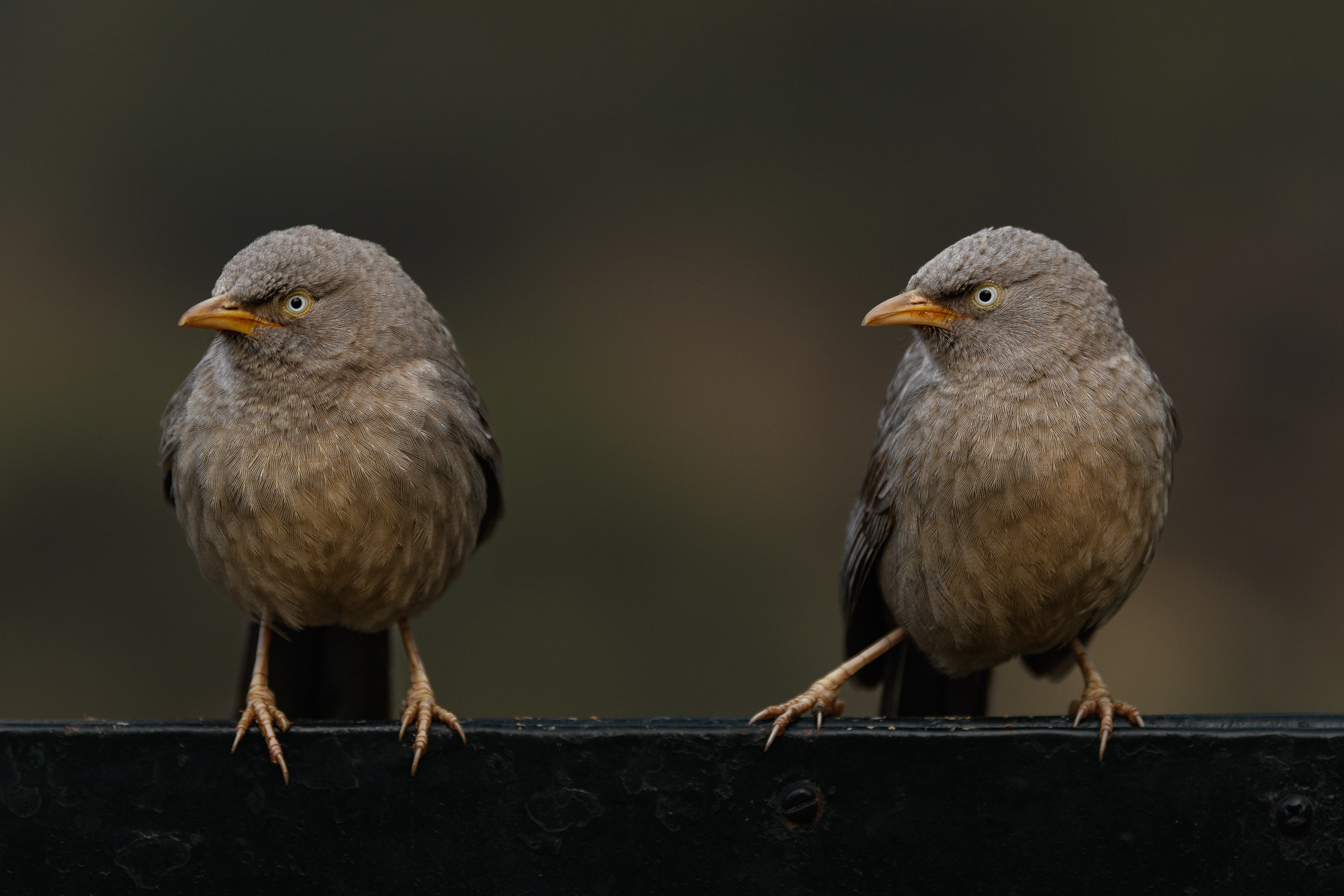 Индия. Wildlife photography by Sergey Puponin
