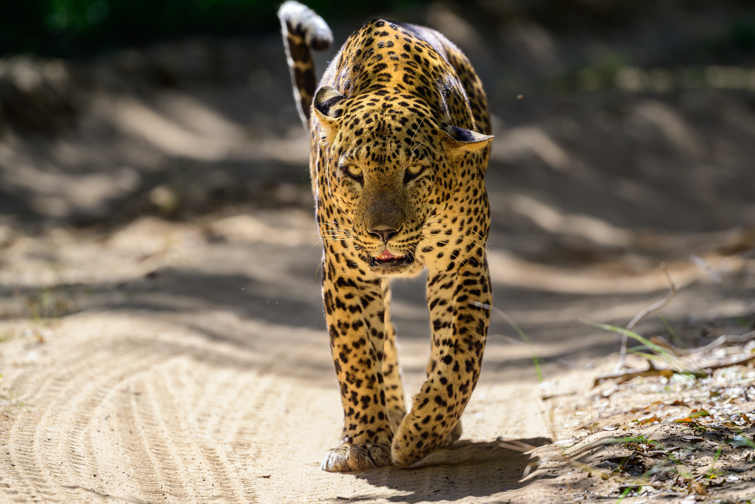Шри Ланка. Wildlife photography by Sergey Puponin