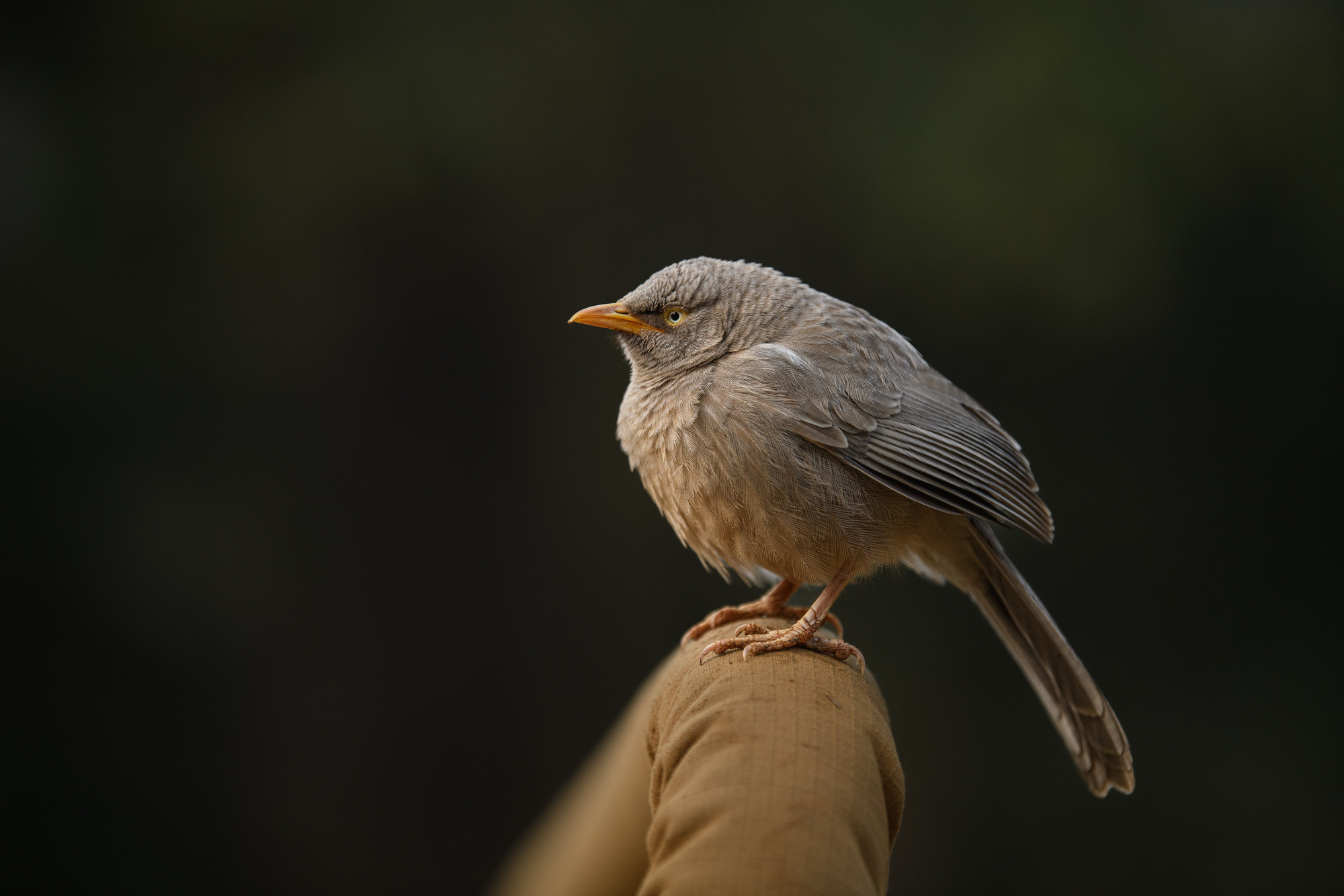 Индия. Wildlife photography by Sergey Puponin